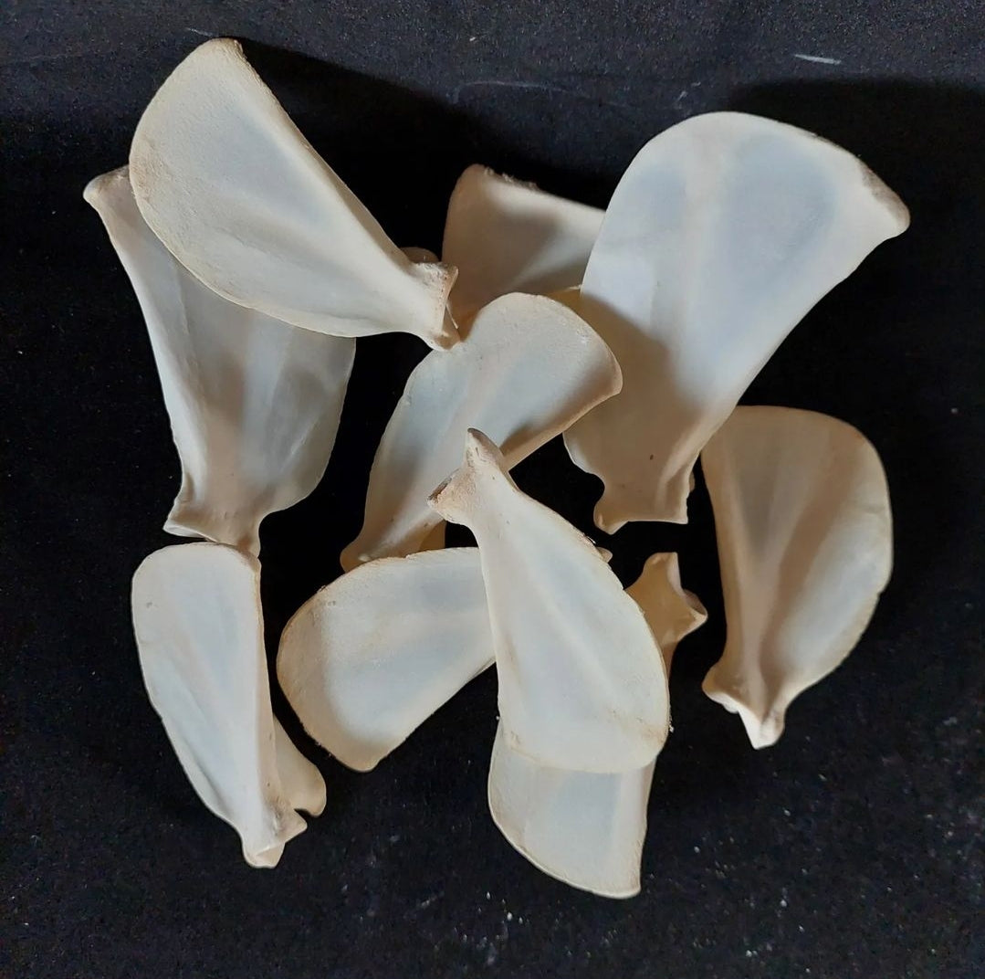 Fox scapula