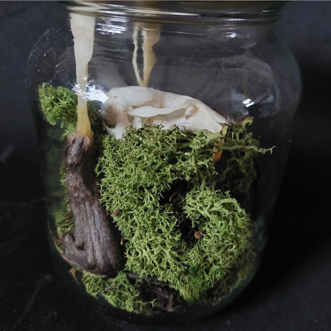 Musk rat set in glass jar
