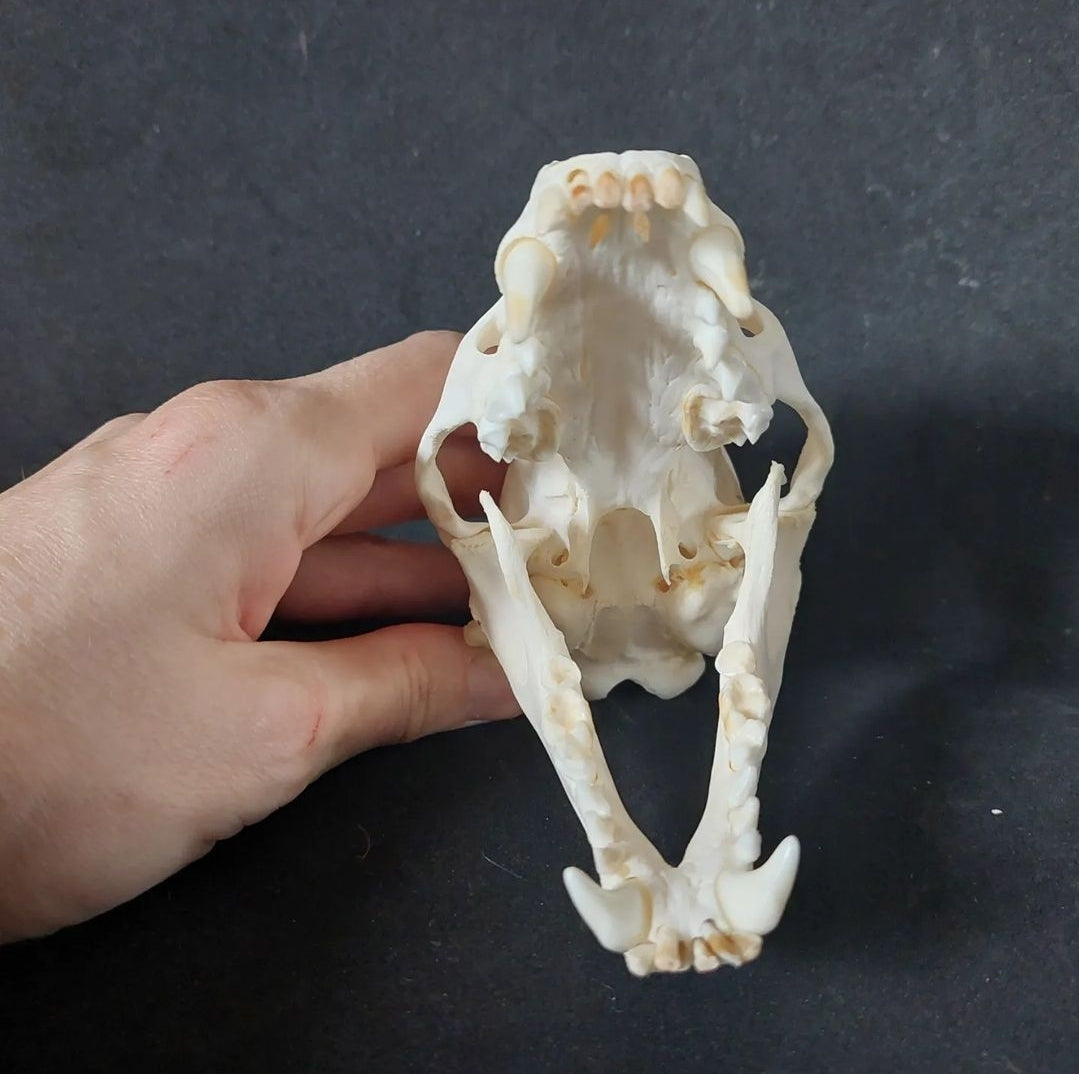 Badger skull #1