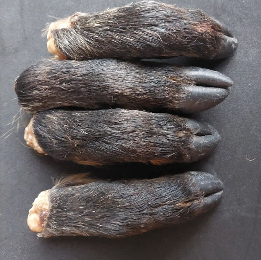 Wild boar paws