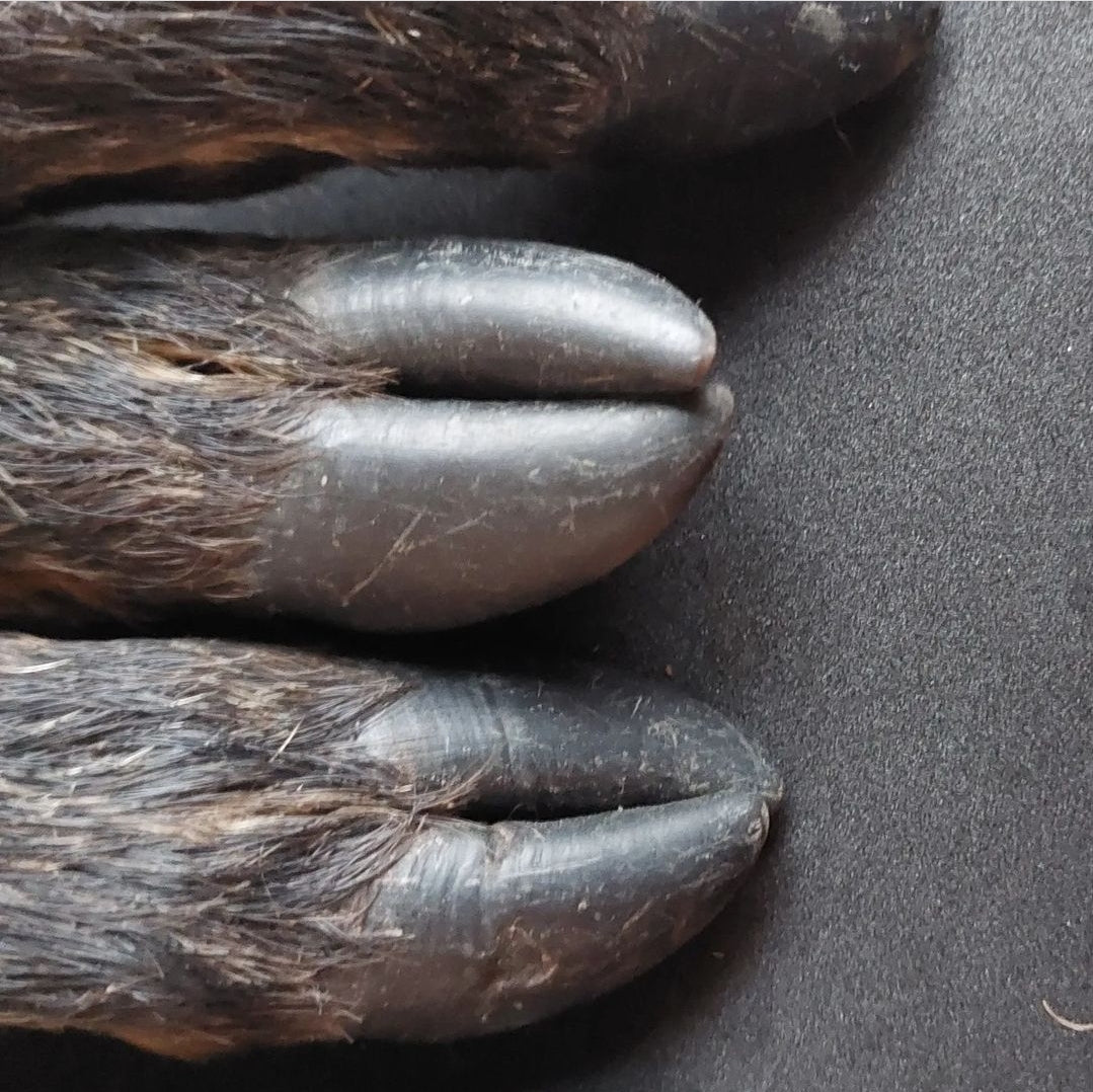 Wild boar paws