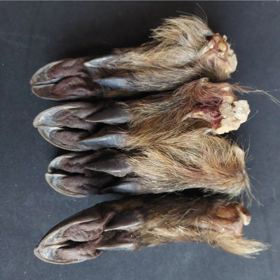 Wild boar paws