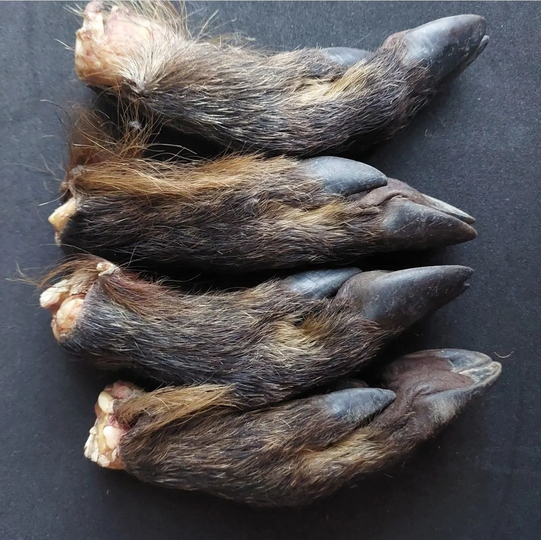 Wild boar paws