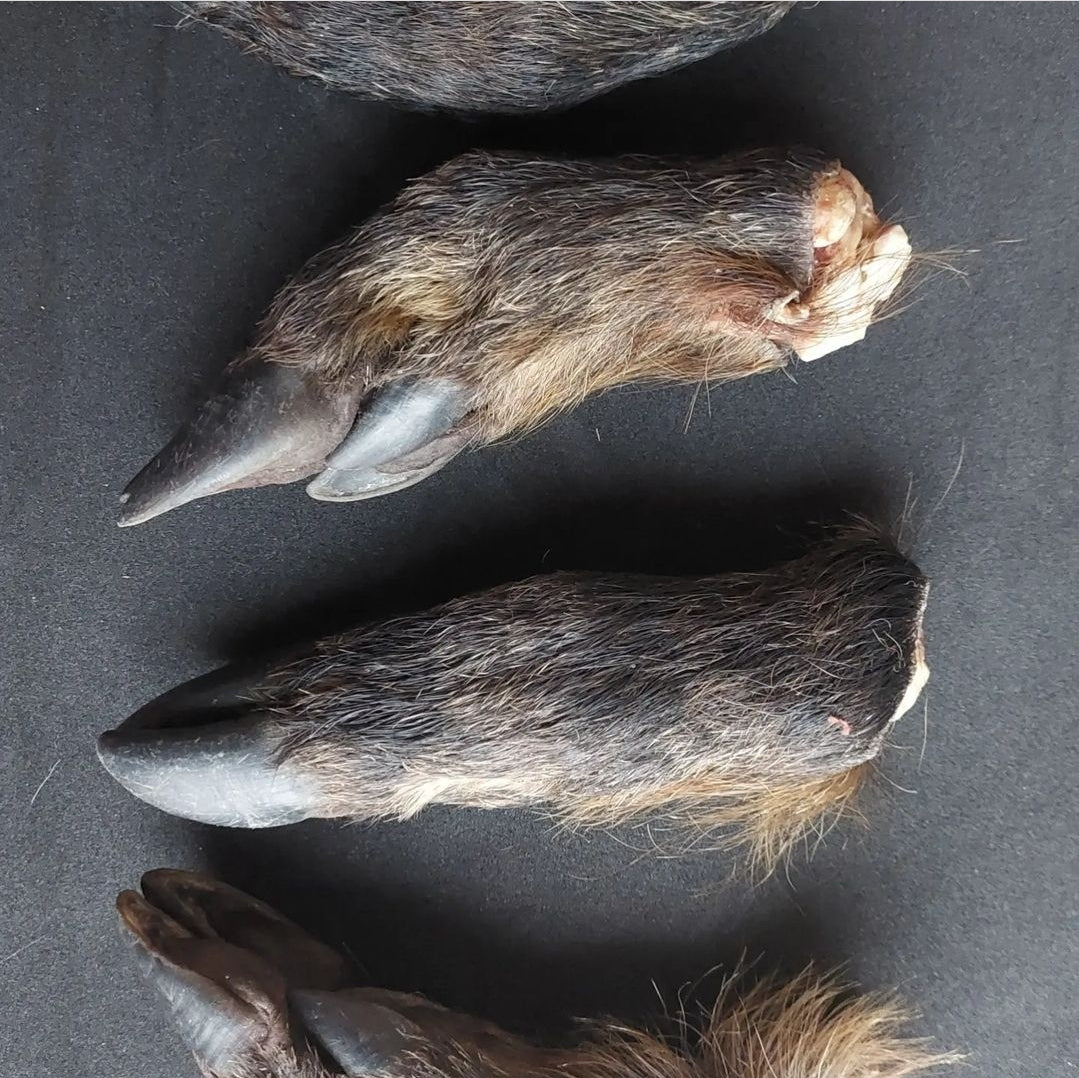 Wild boar paws