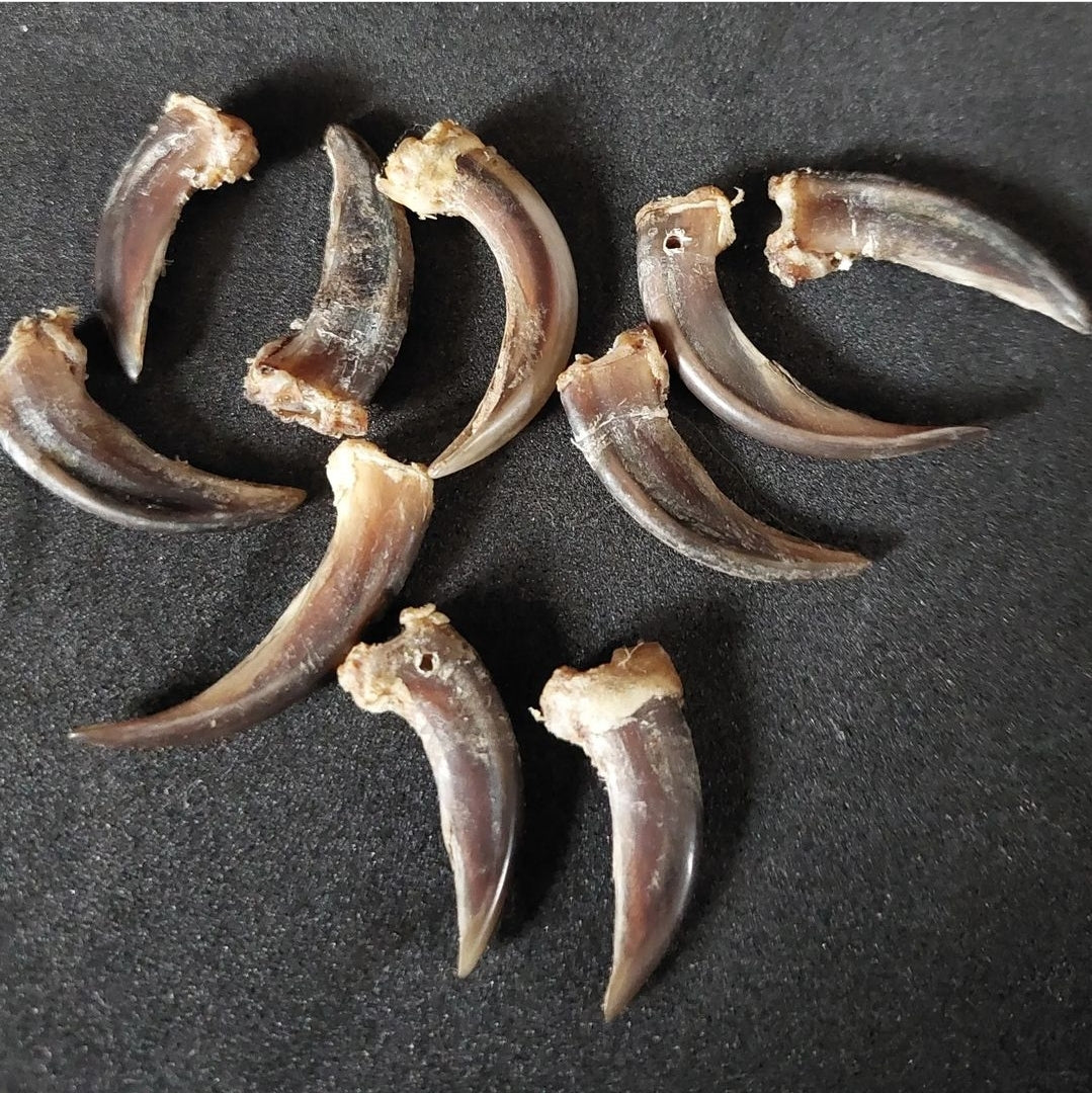 Badger claws #1