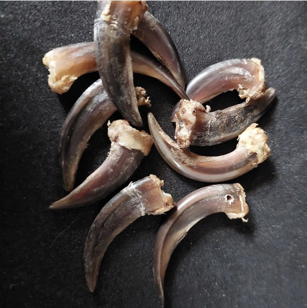Badger claws #1