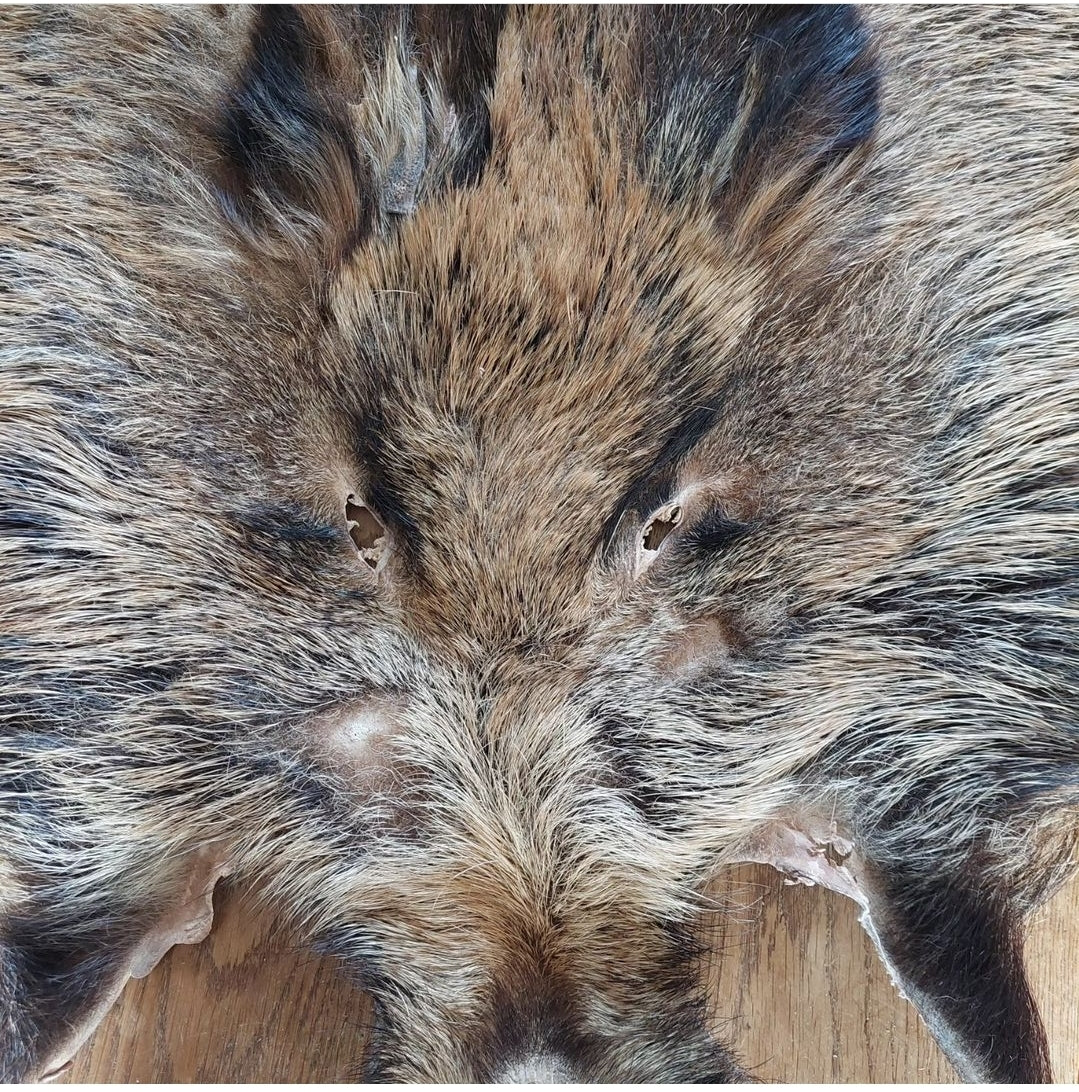 Wild boar hide #1