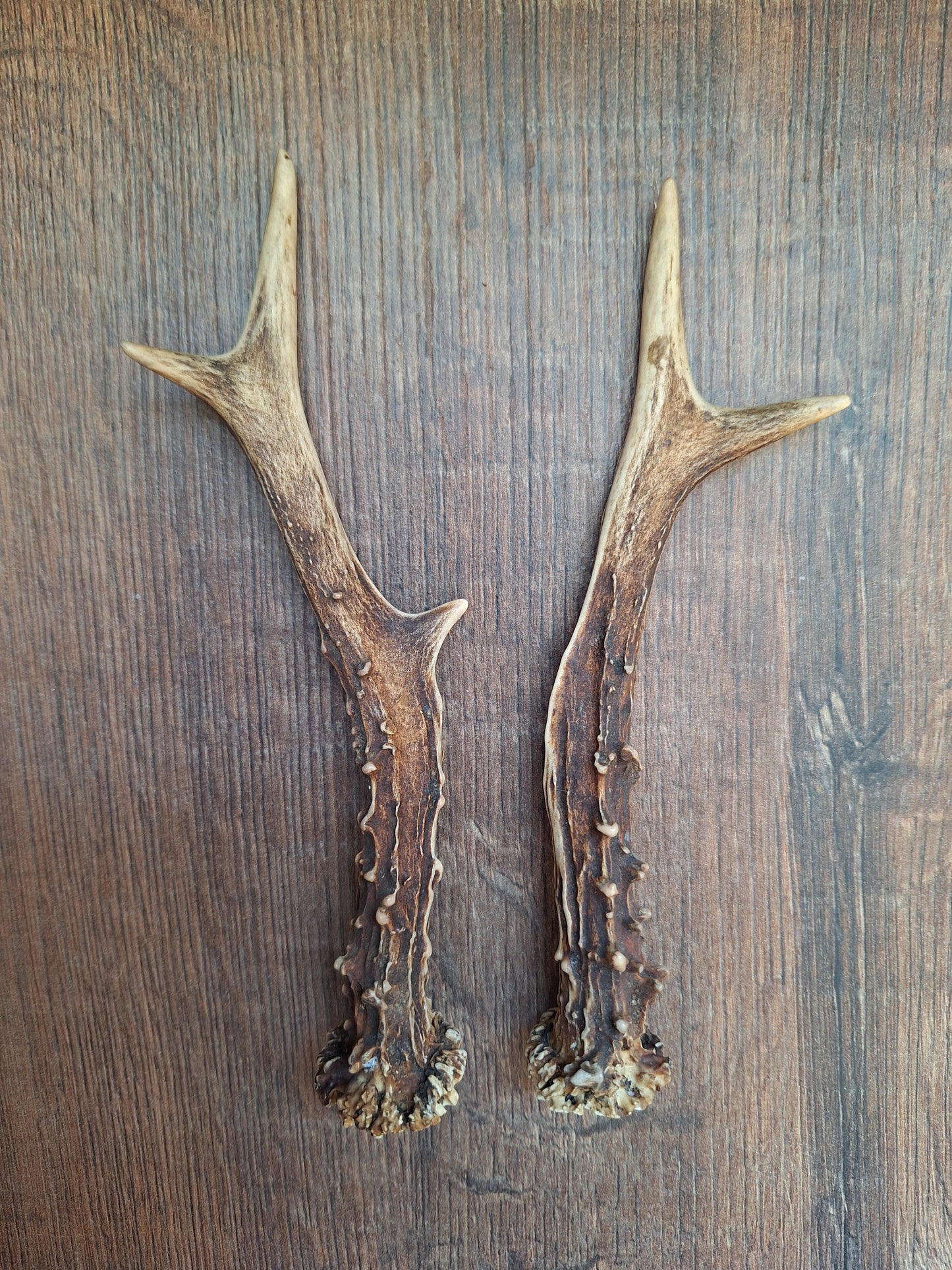 Roe deer antlers, set of two