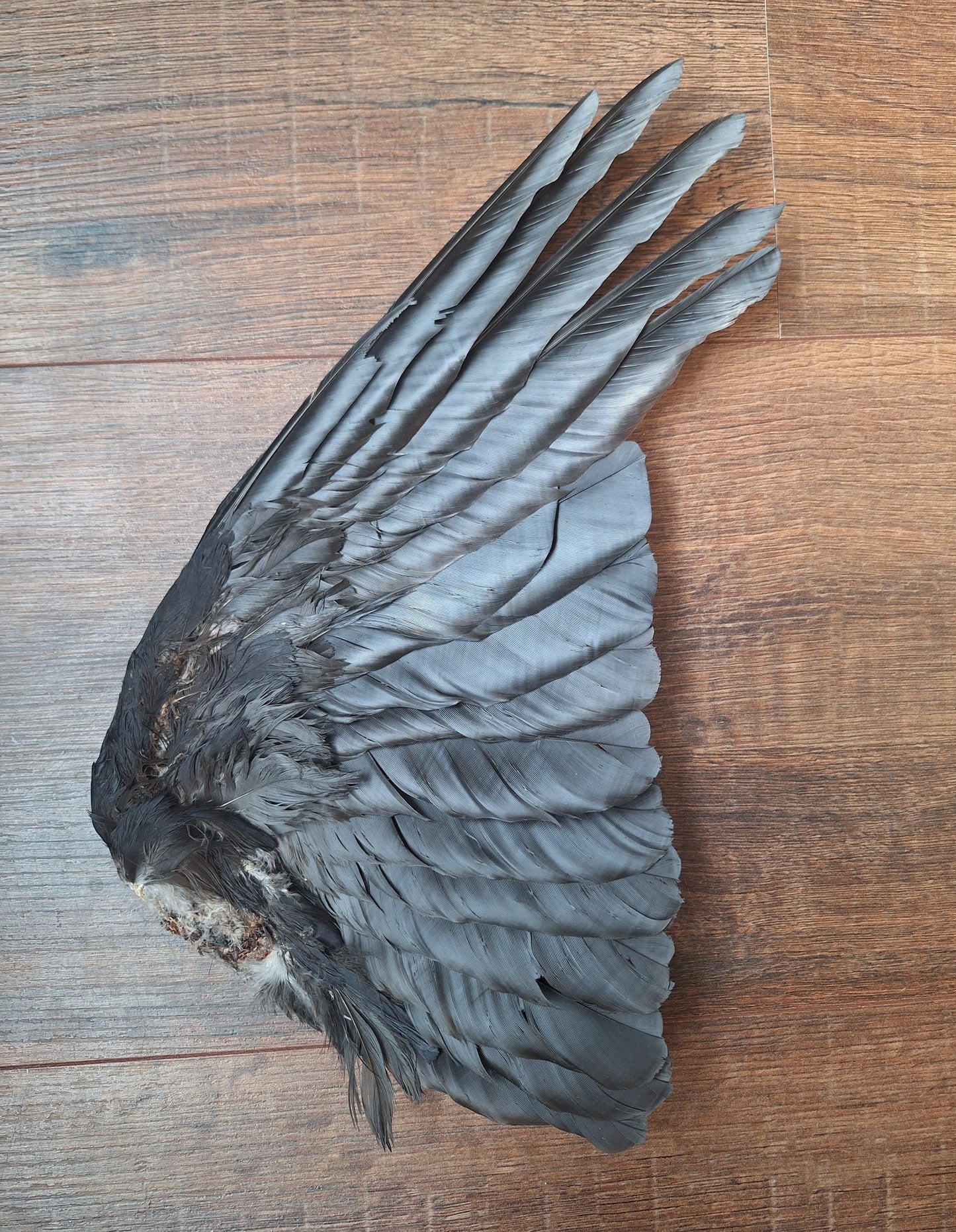 Crow single wing #44, B-quality