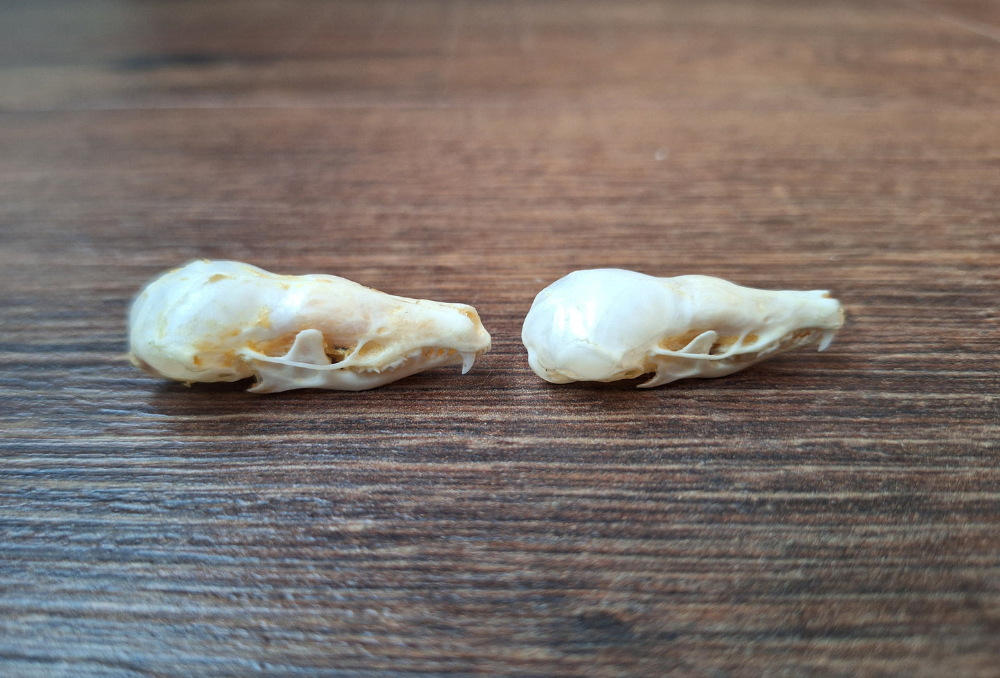 Mole skull