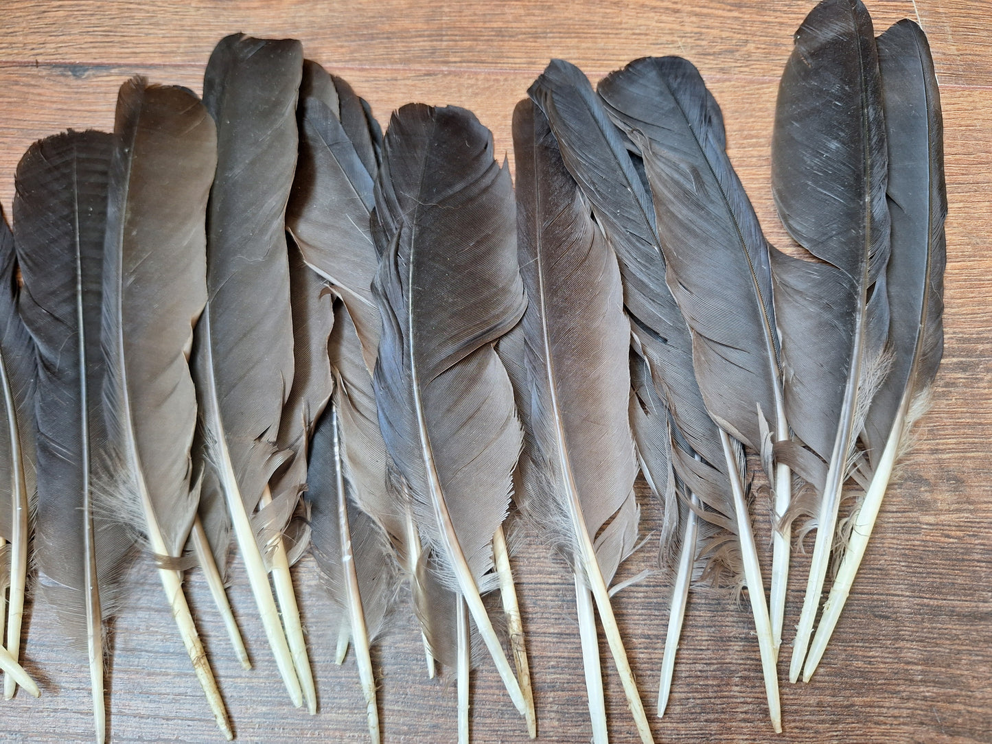 Crow feathers, set of 20