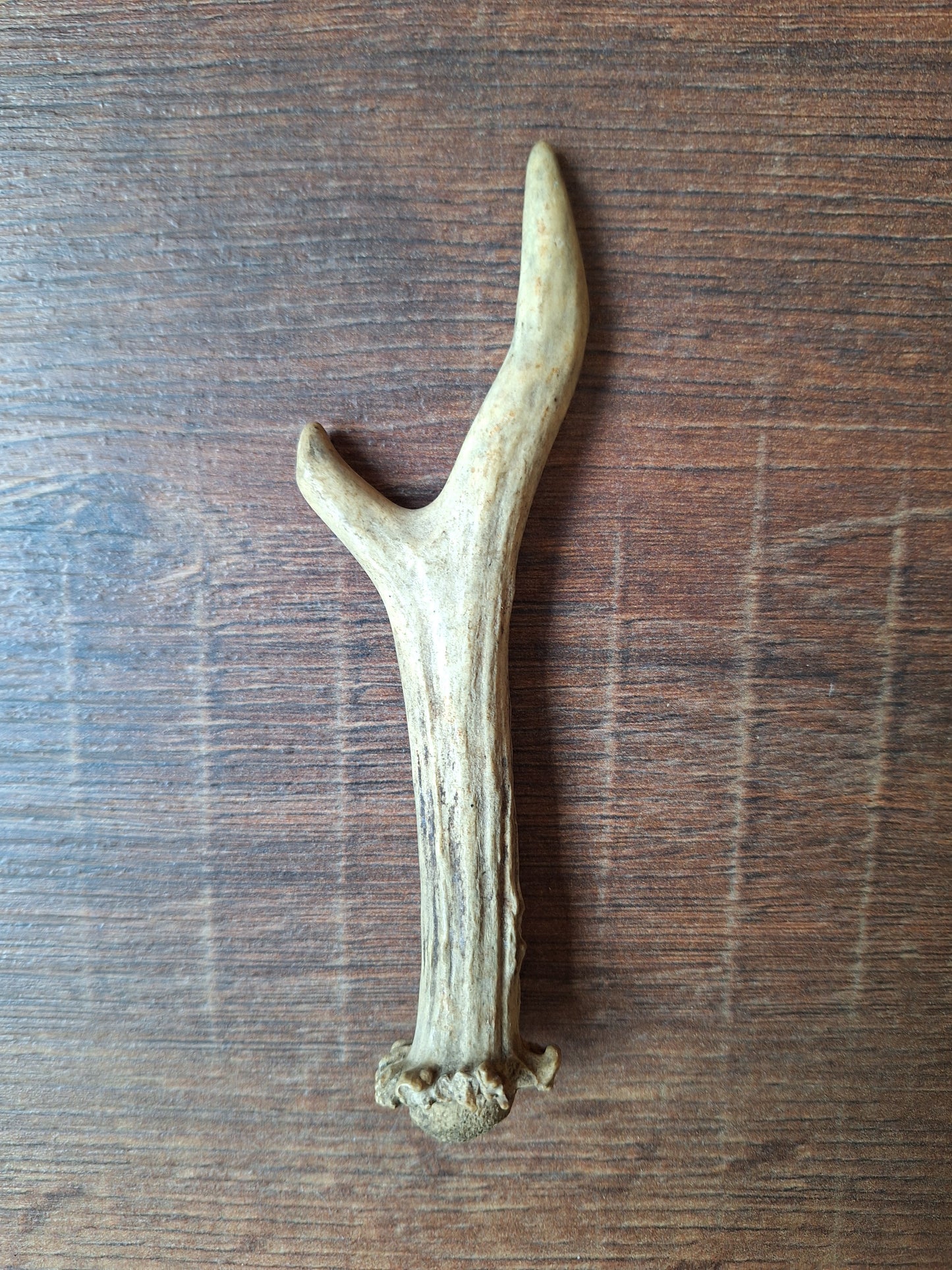 Roe deer antlers small, single