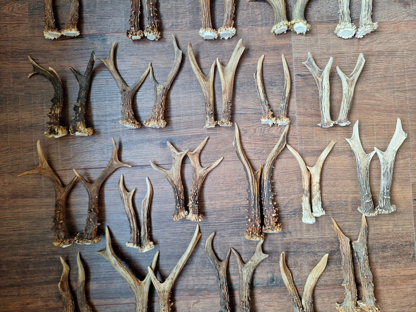 Roe deer antlers, set of two