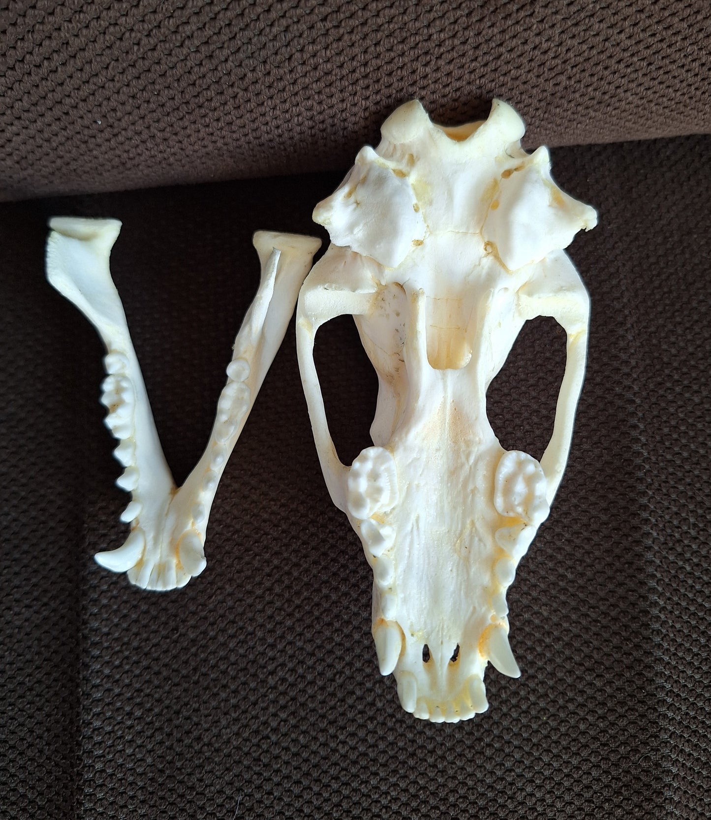 Raccoon skull #1