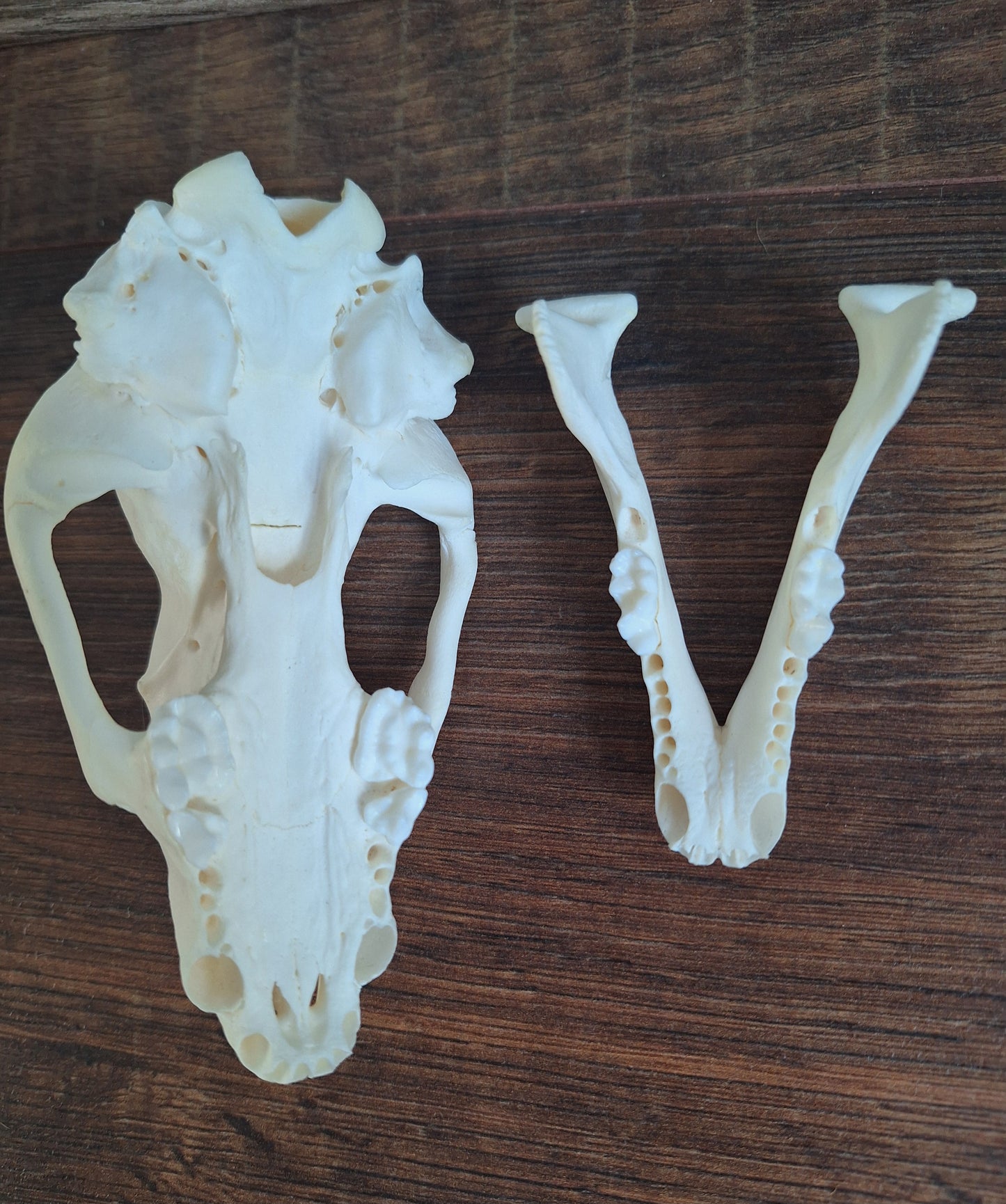 Badger skull #5, B-quality