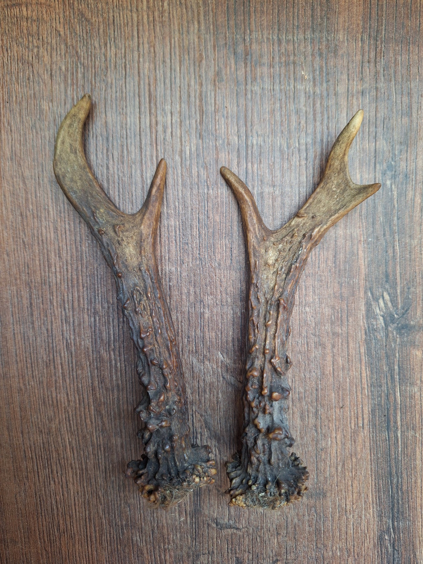 Roe deer antlers, set of two