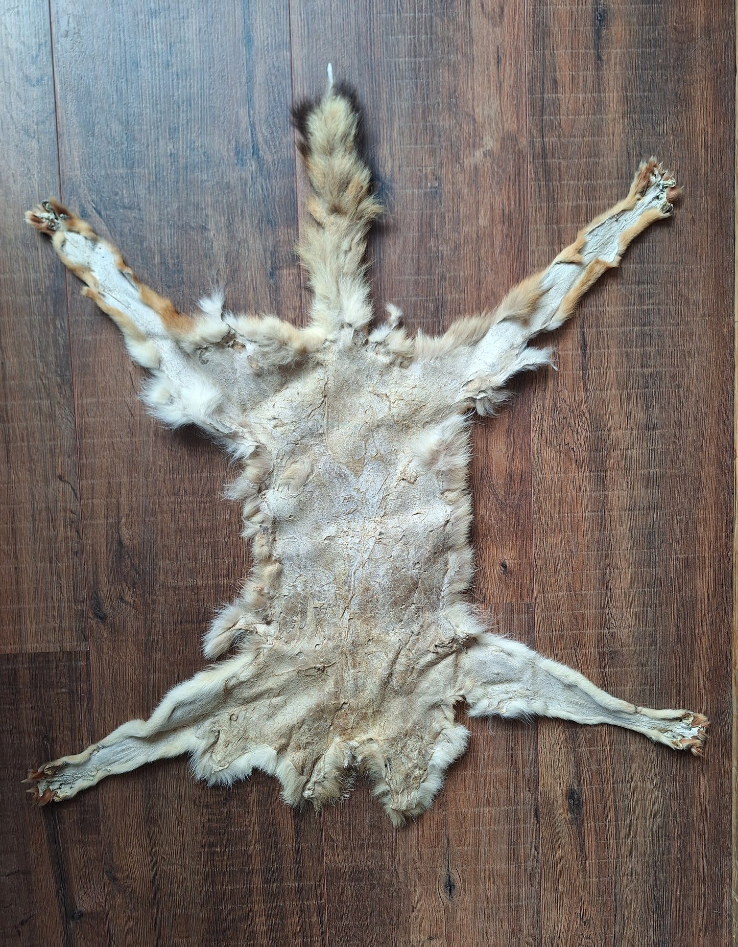 Black-backed jackal hide crafting piece