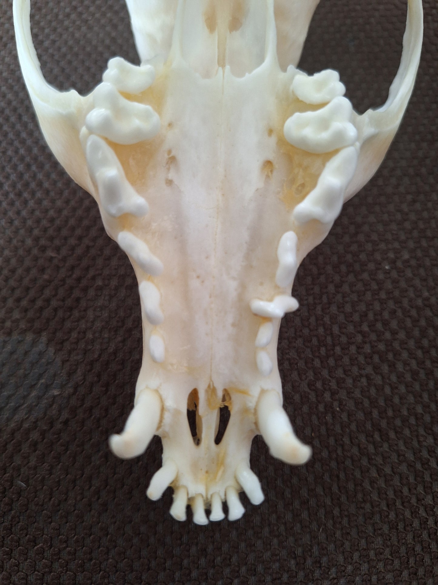 Fox skull #22