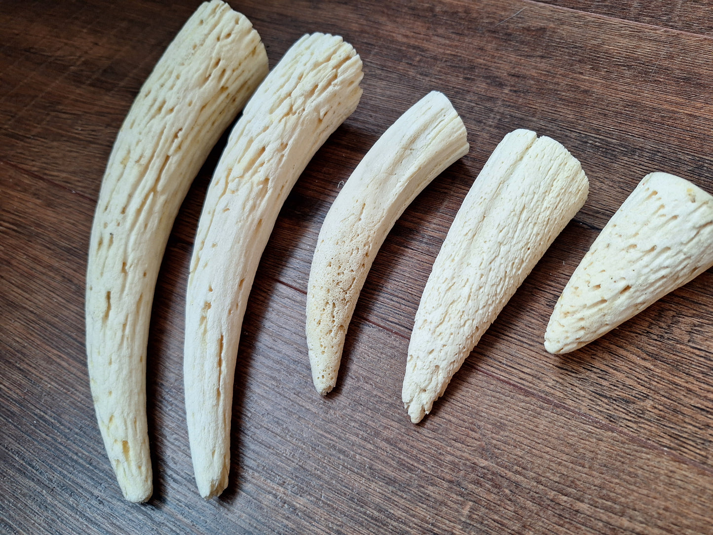 Cow horn pit, set of 5