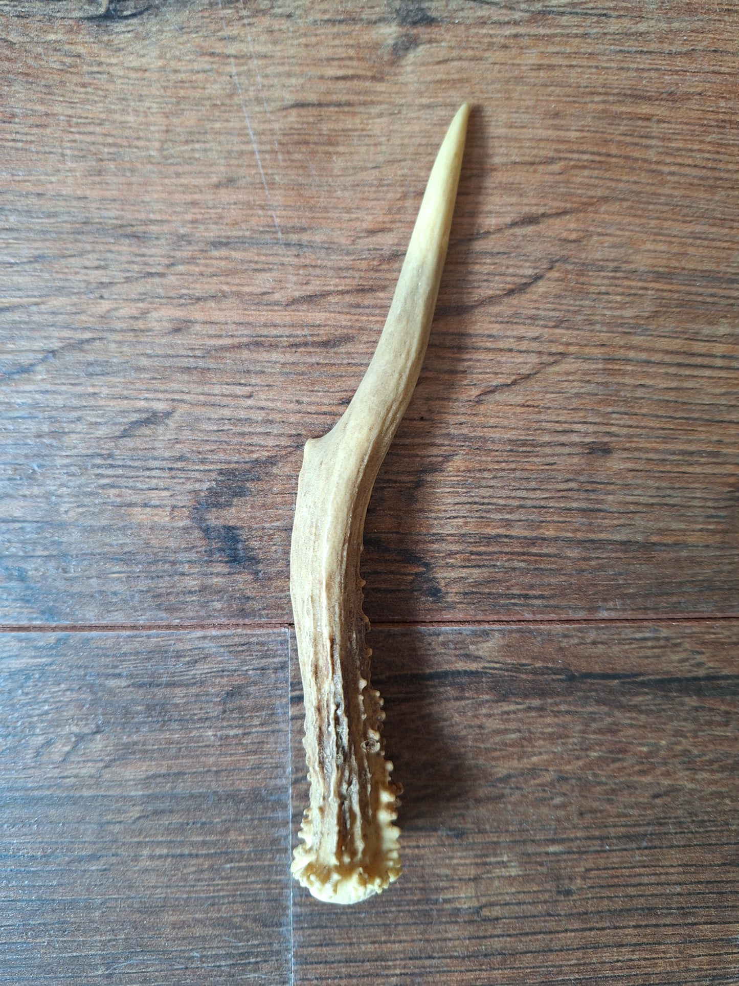 Roe deer antlers small, single