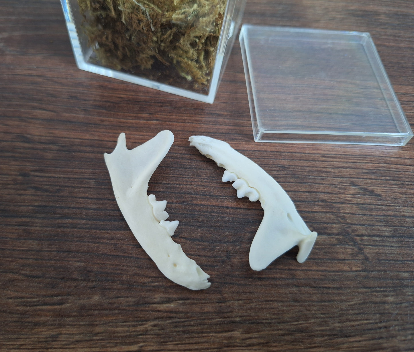 Marten lower jaws, B-quality, in display cube