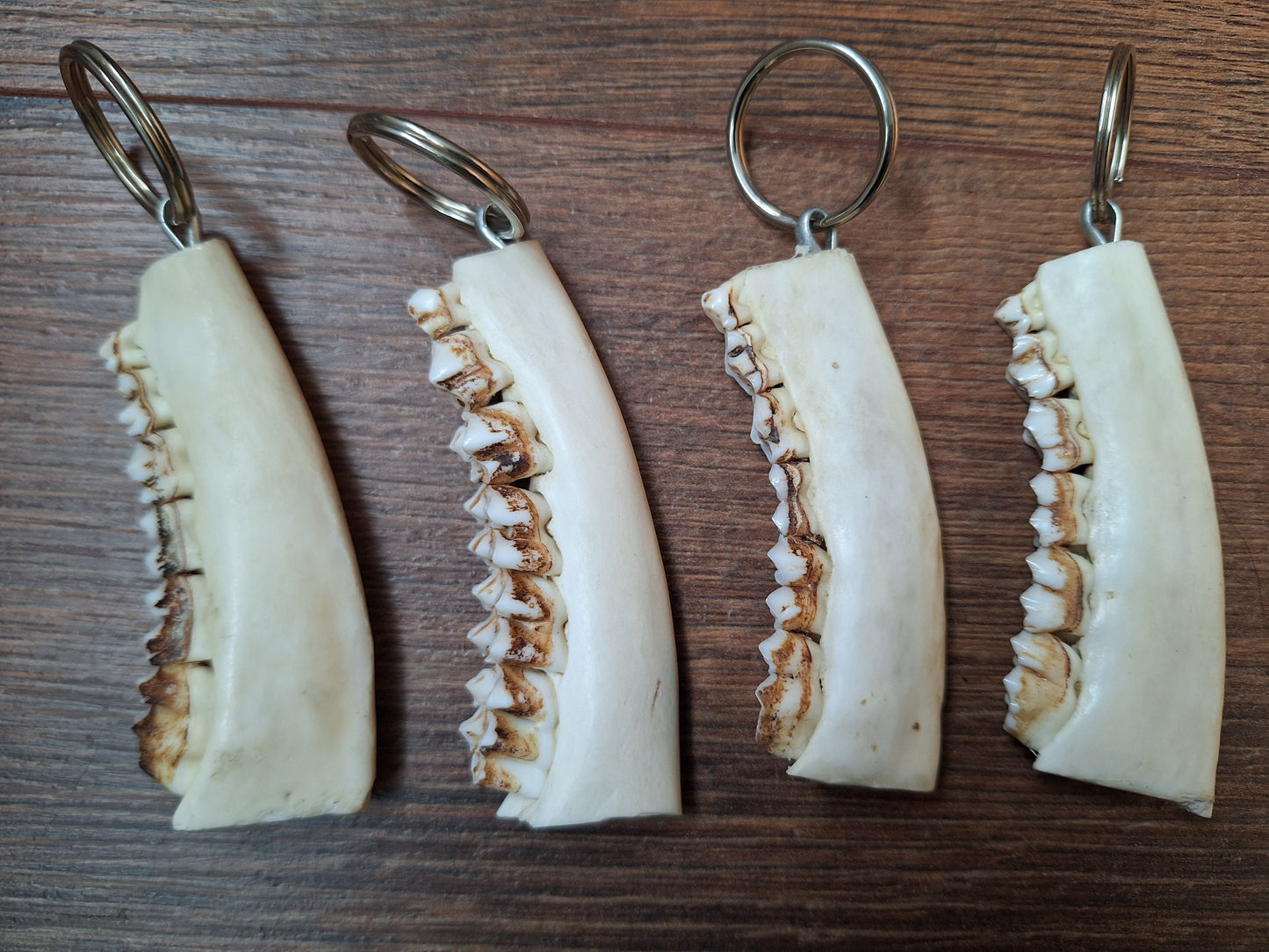 Roe deer jaw keychain