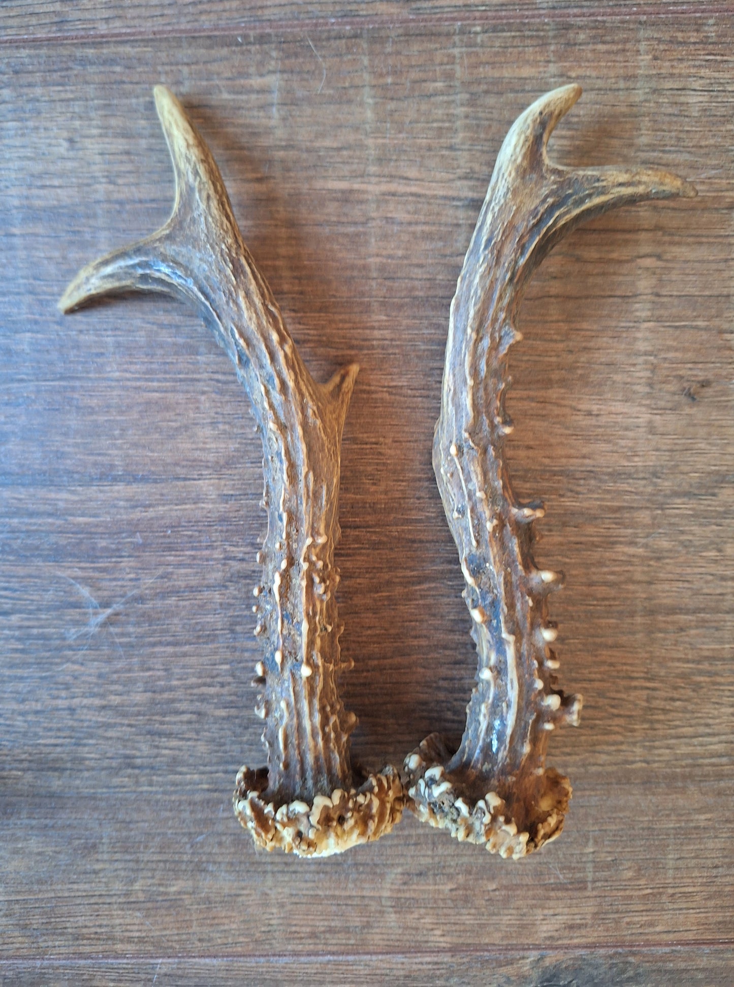 Roe deer antlers, set of two
