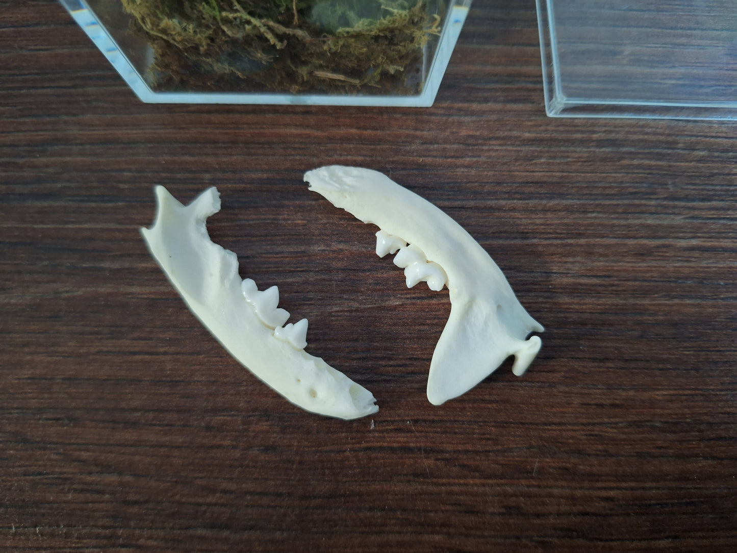 Marten lower jaws, B-quality, in display cube