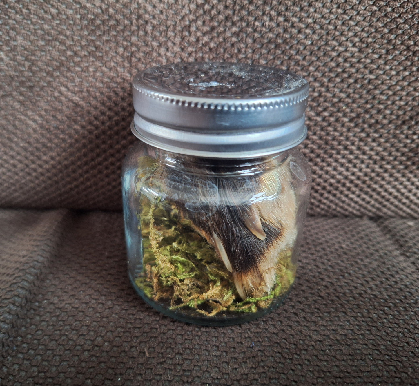 Fox paw, B-quality, in glass jar