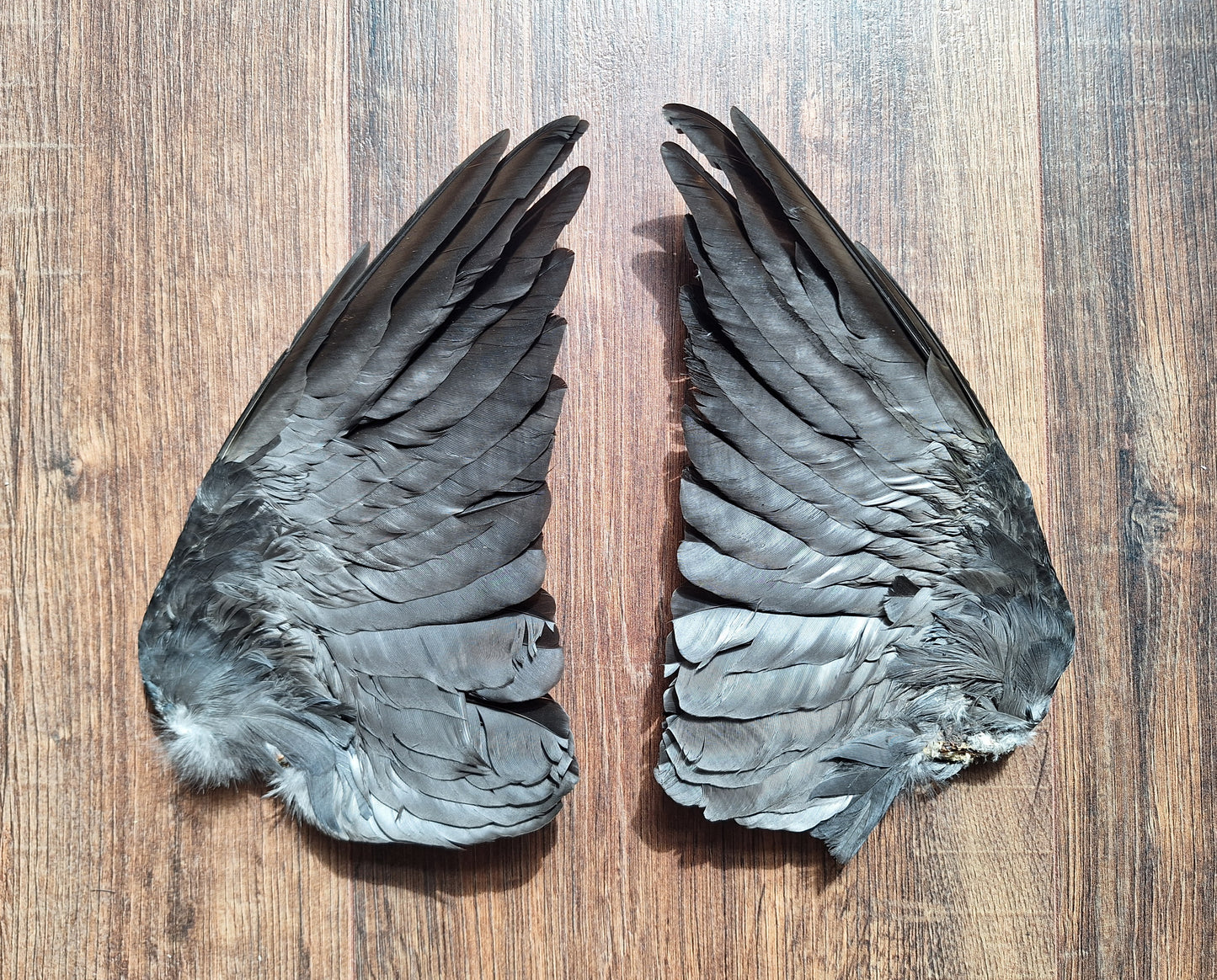 Jackdaw set of wings #8