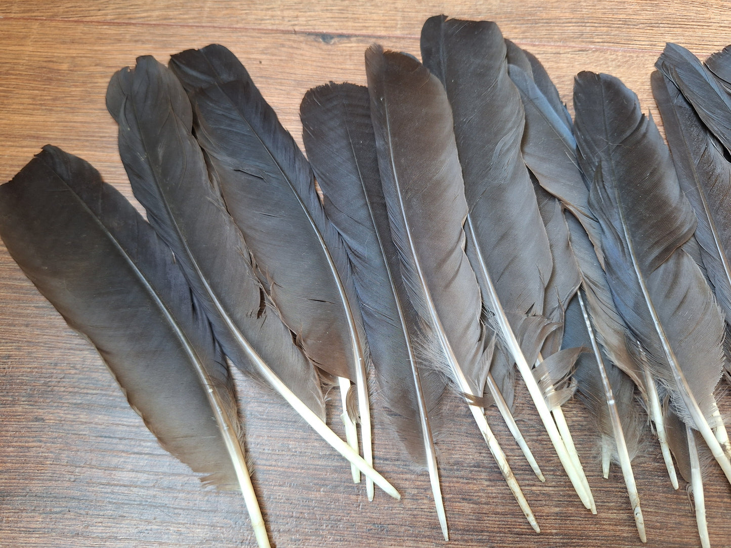 Crow feathers, set of 20
