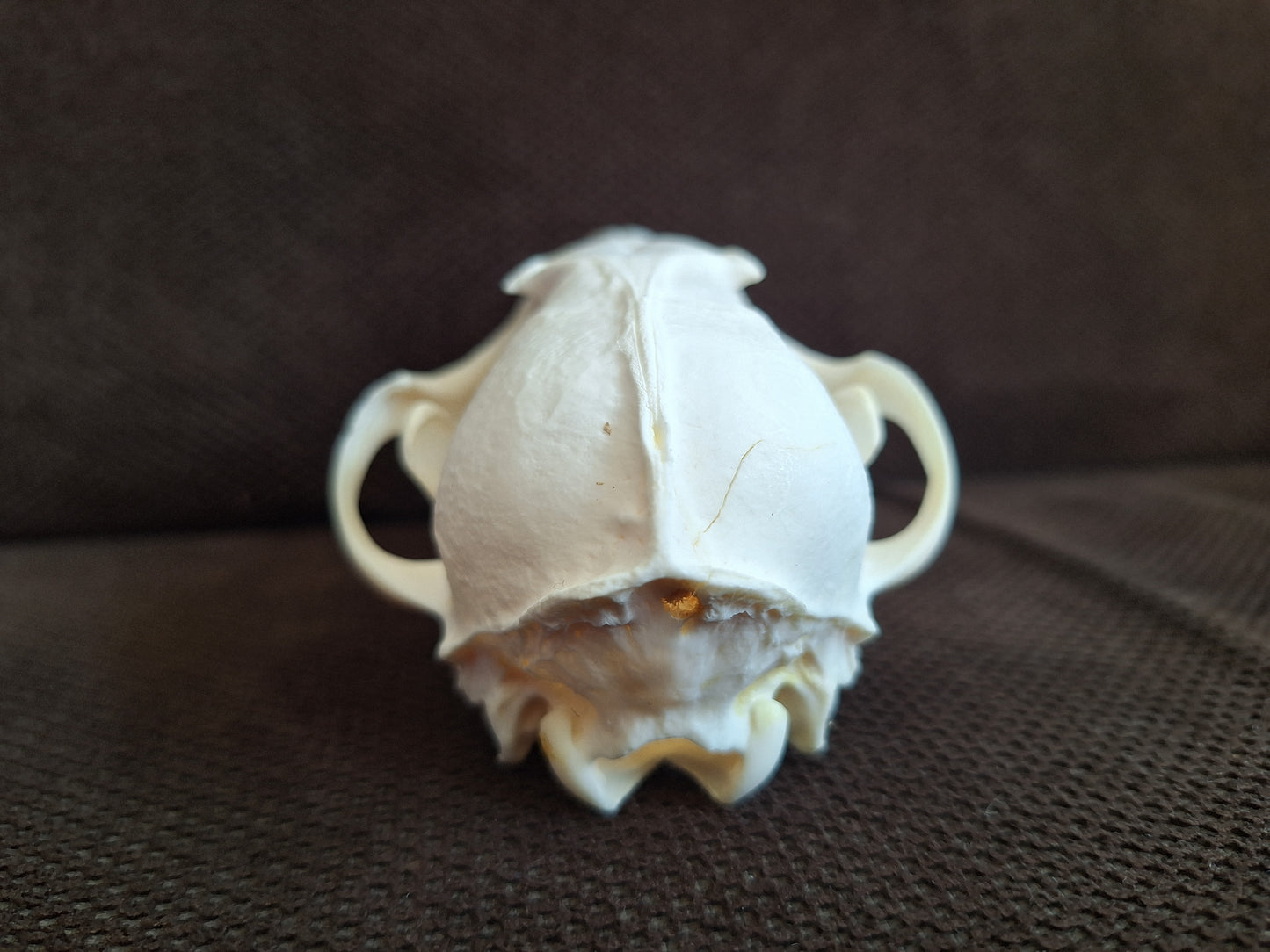 Fox skull #17