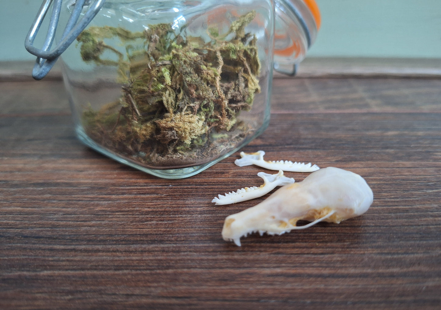Mole skull in glass jar
