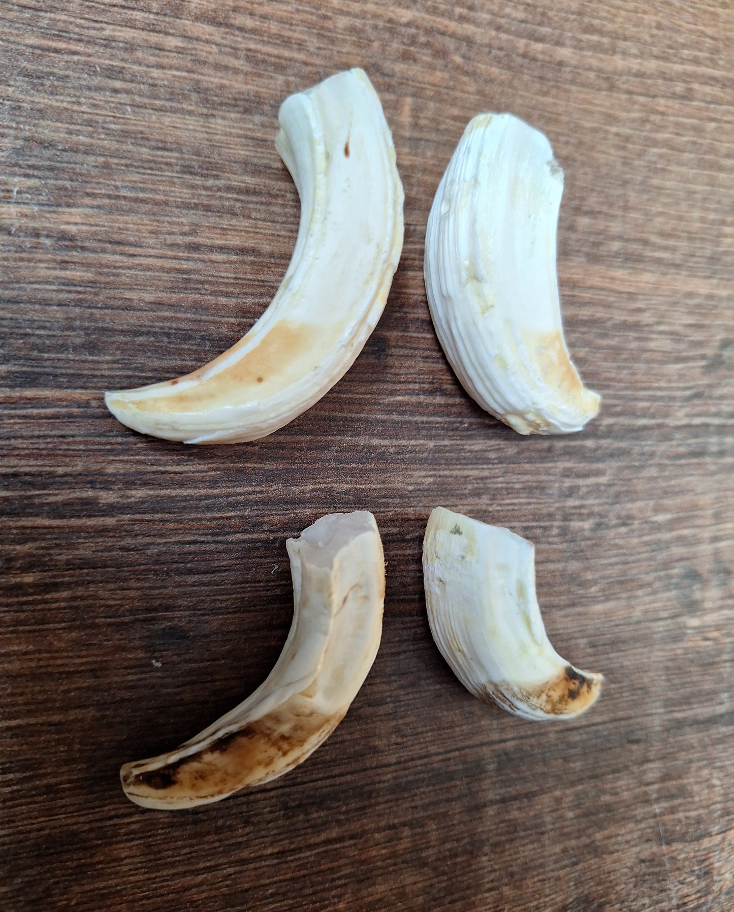 Wild boar upper jaw tusks, set of two