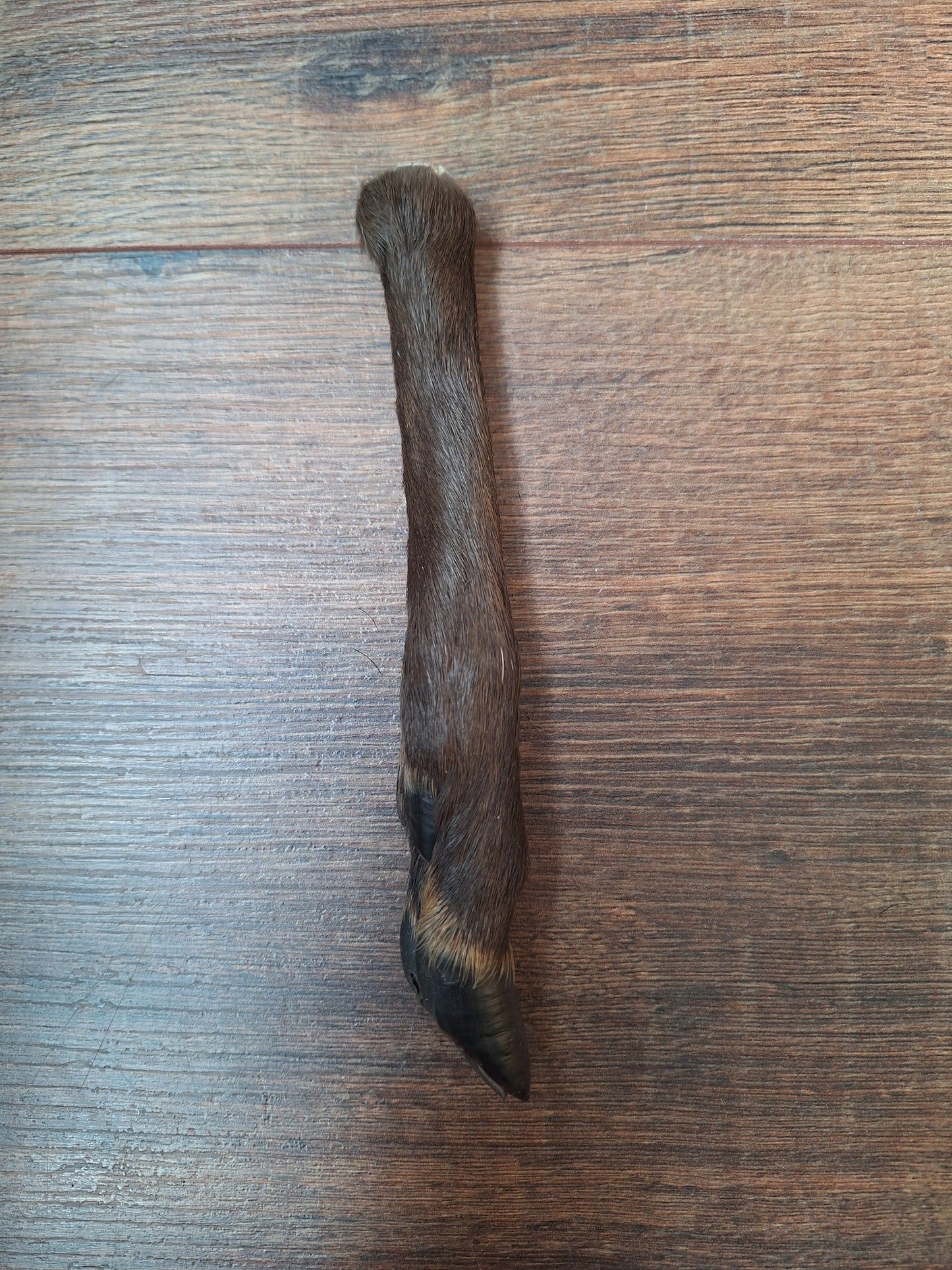 Black roe deer lower legs