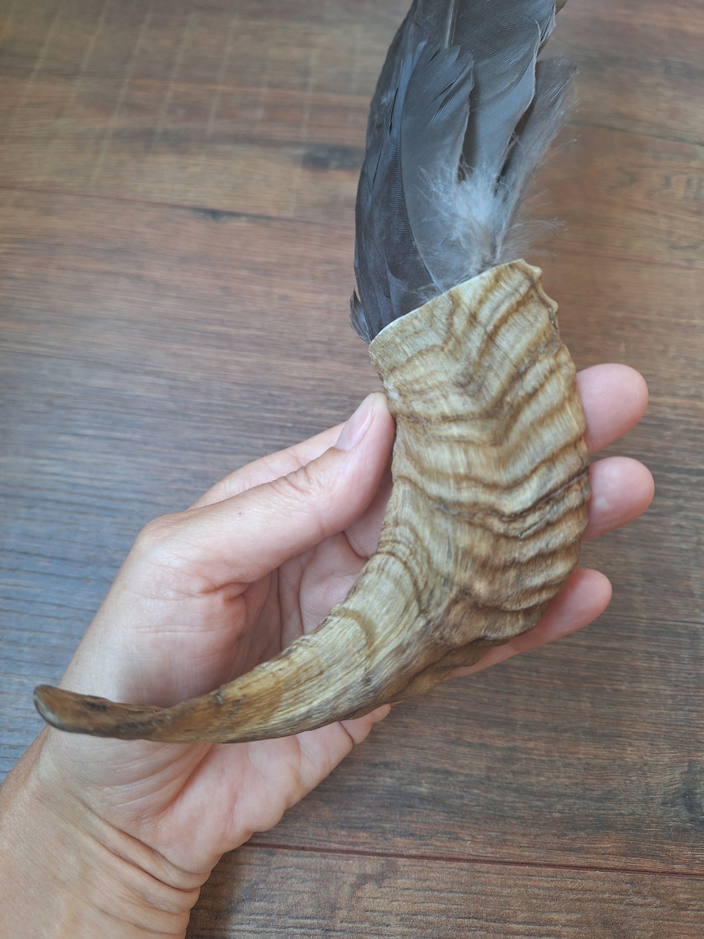 Horn feather fan Crow