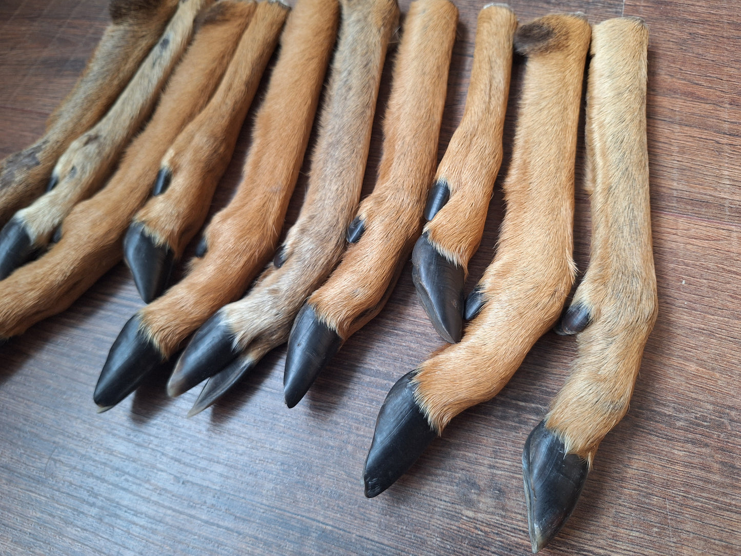 Roe deer lower legs