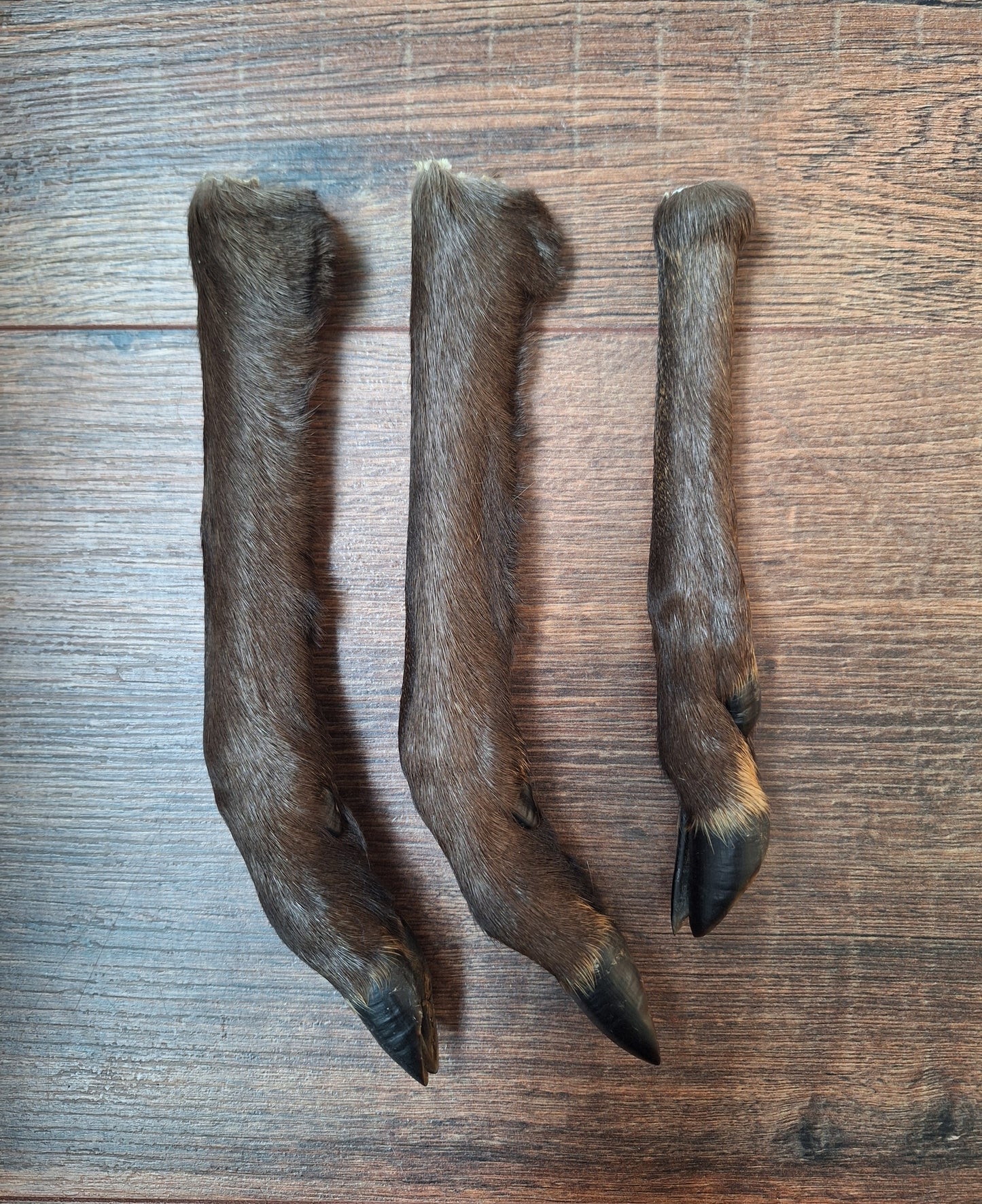 Black roe deer lower legs