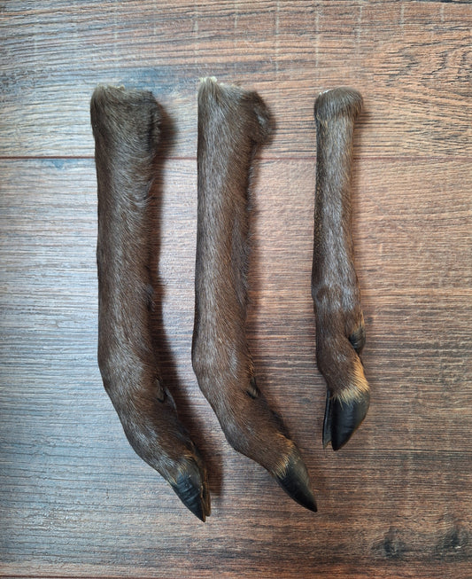 Black roe deer lower legs