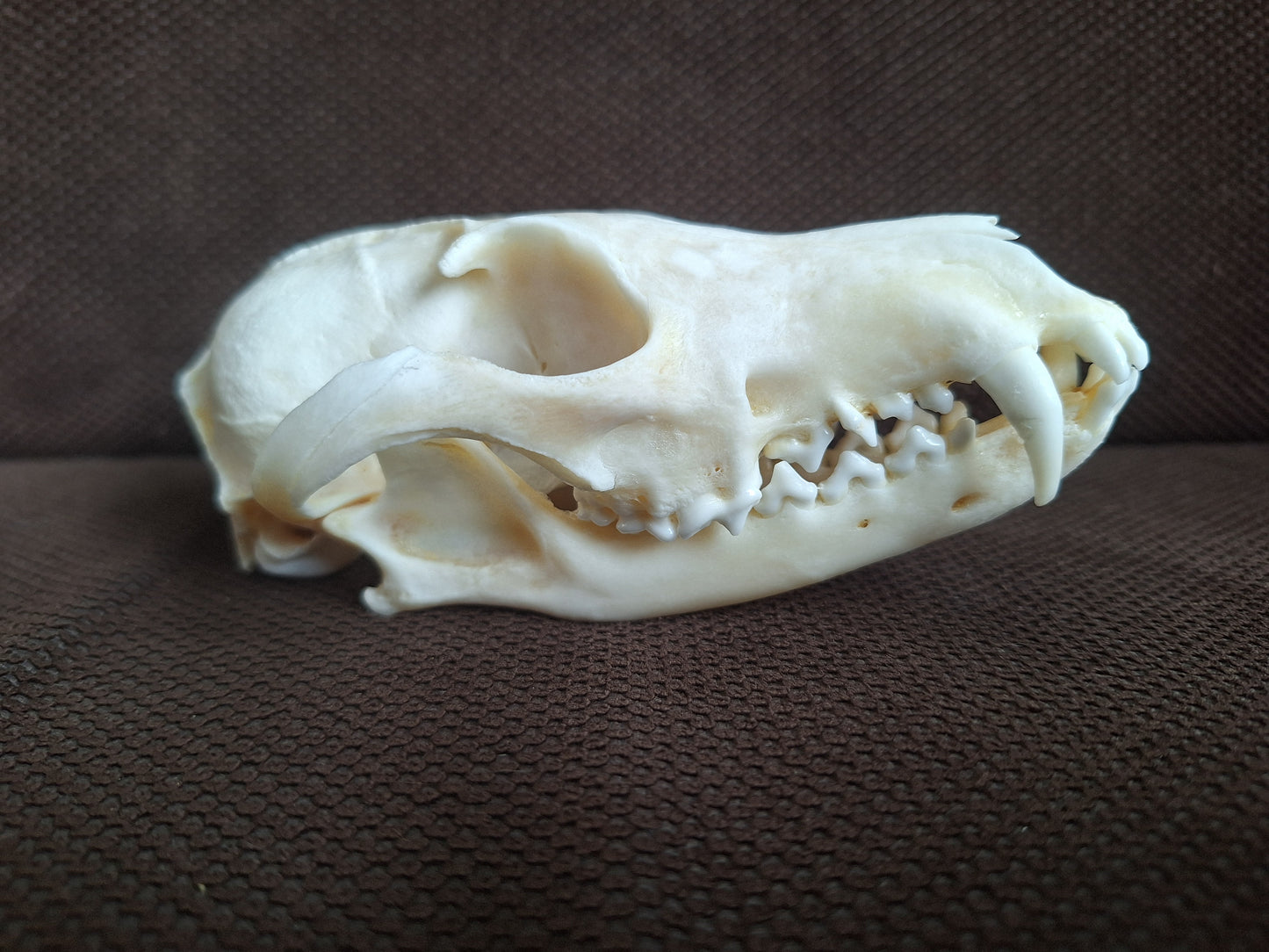 Fox skull #22