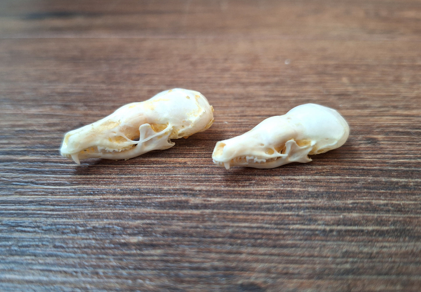 Mole skull