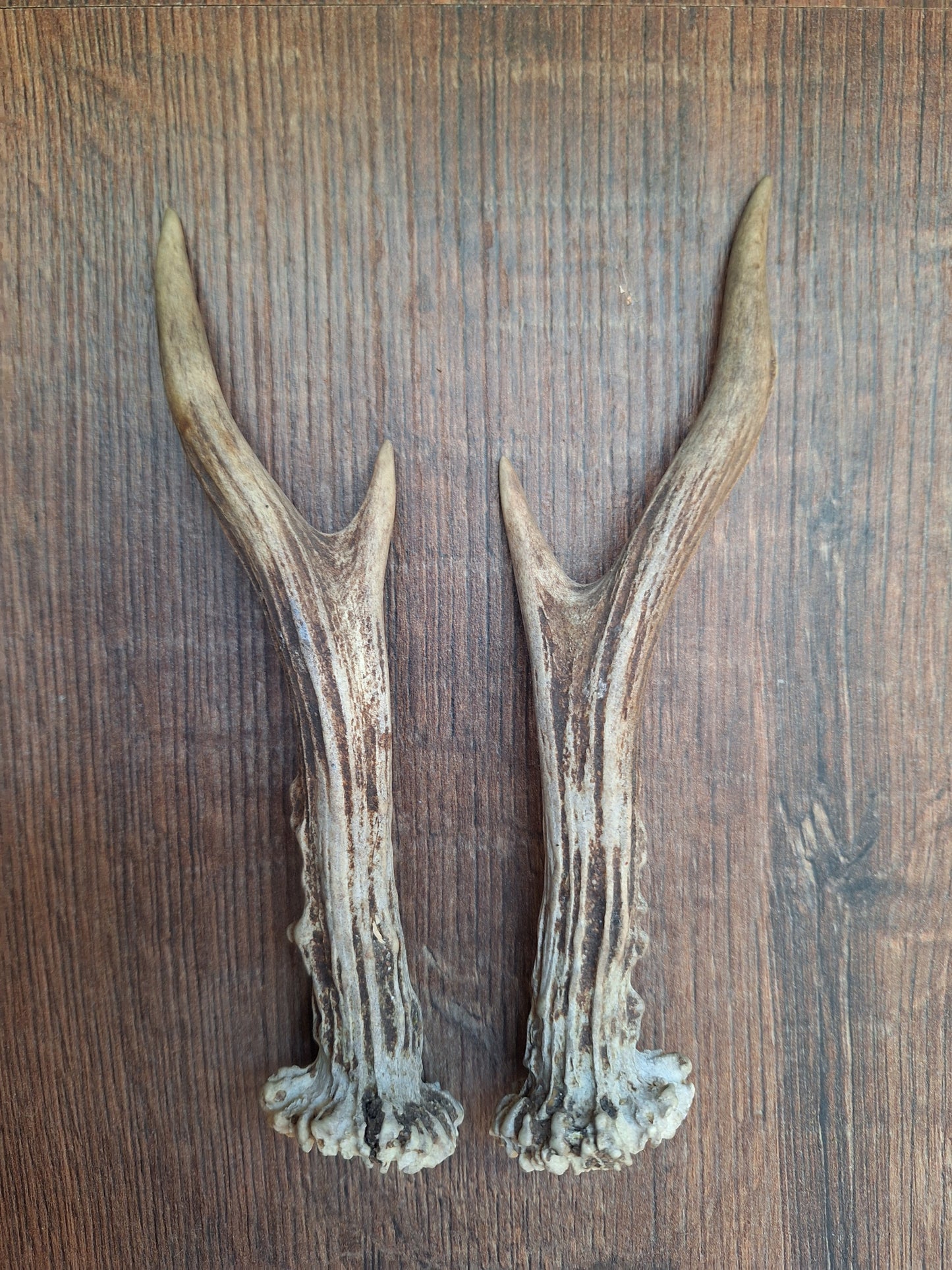Roe deer antlers, set of two