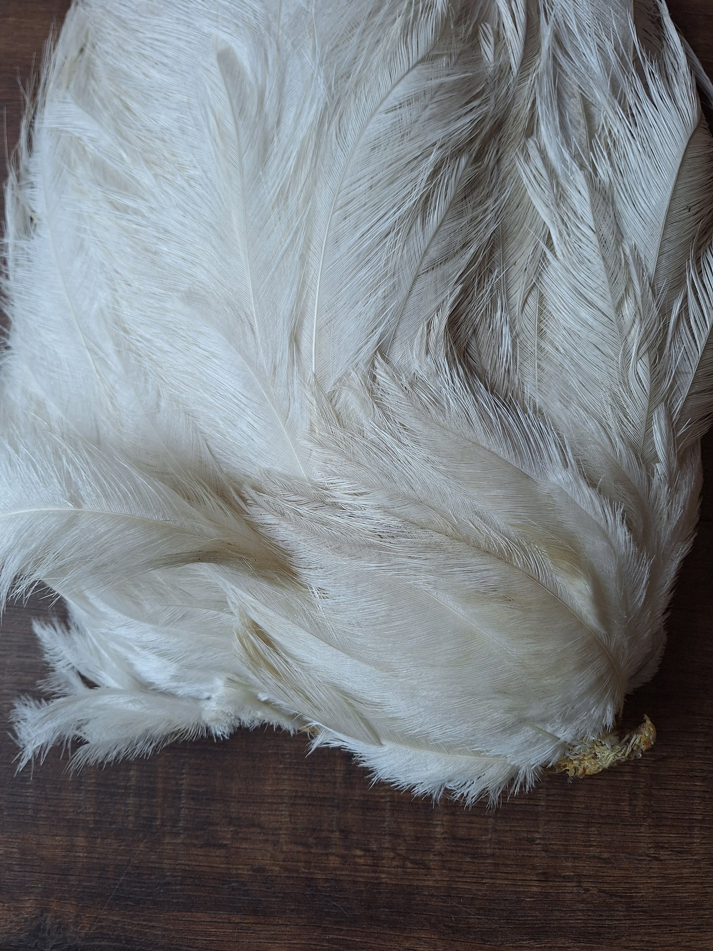 Nandu wing piece, large