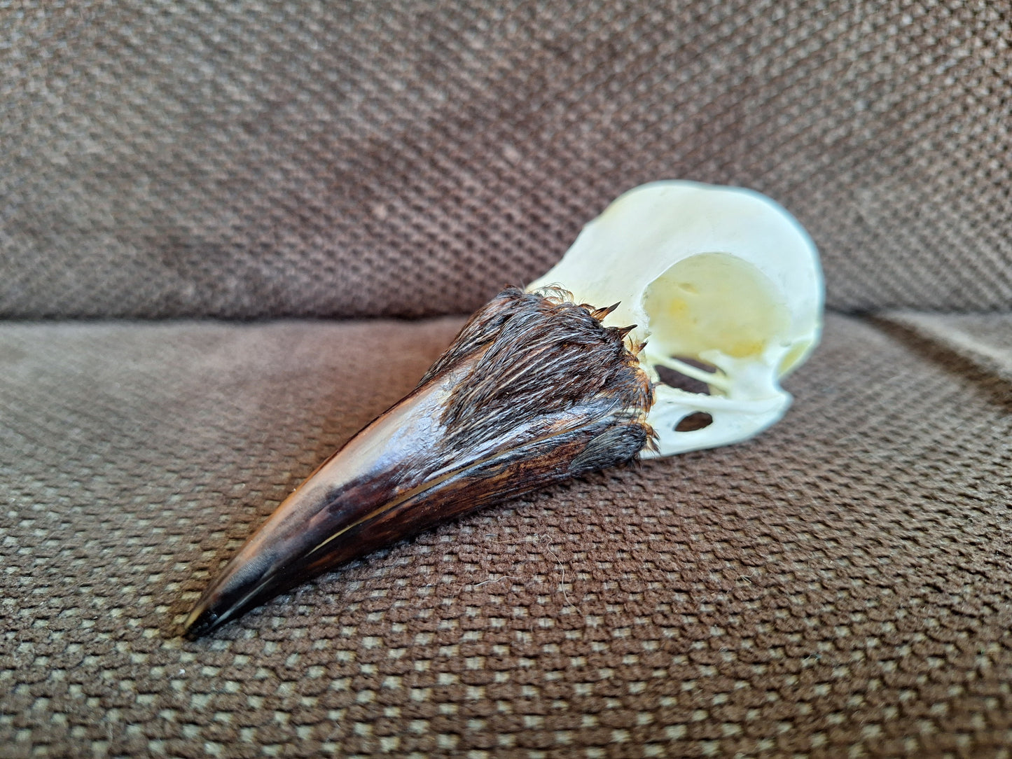 Crow skull #30