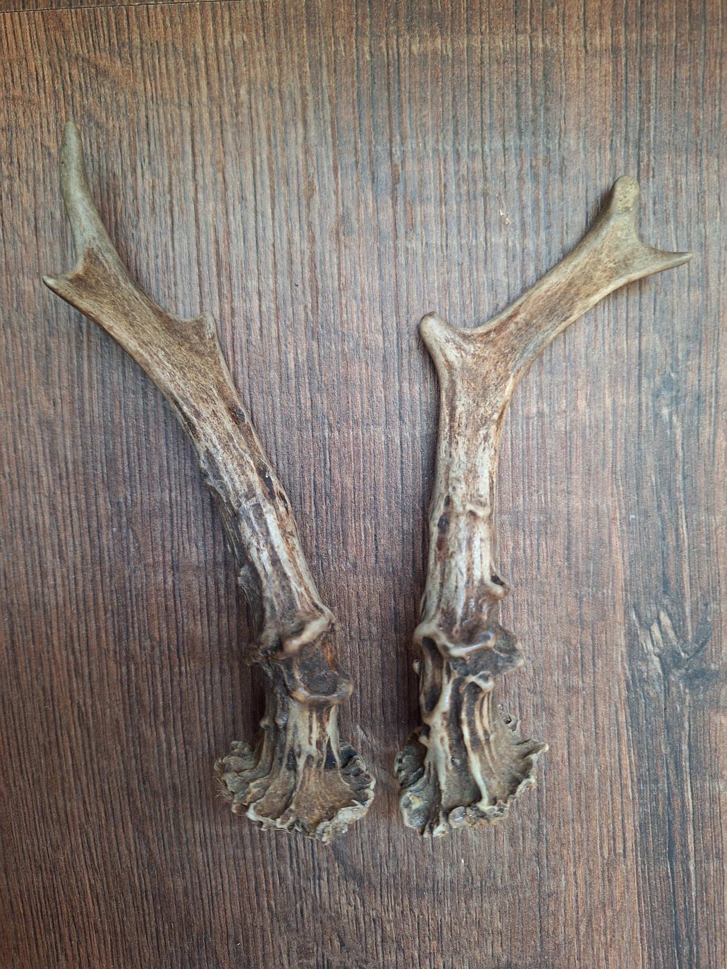 Roe deer antlers, set of two