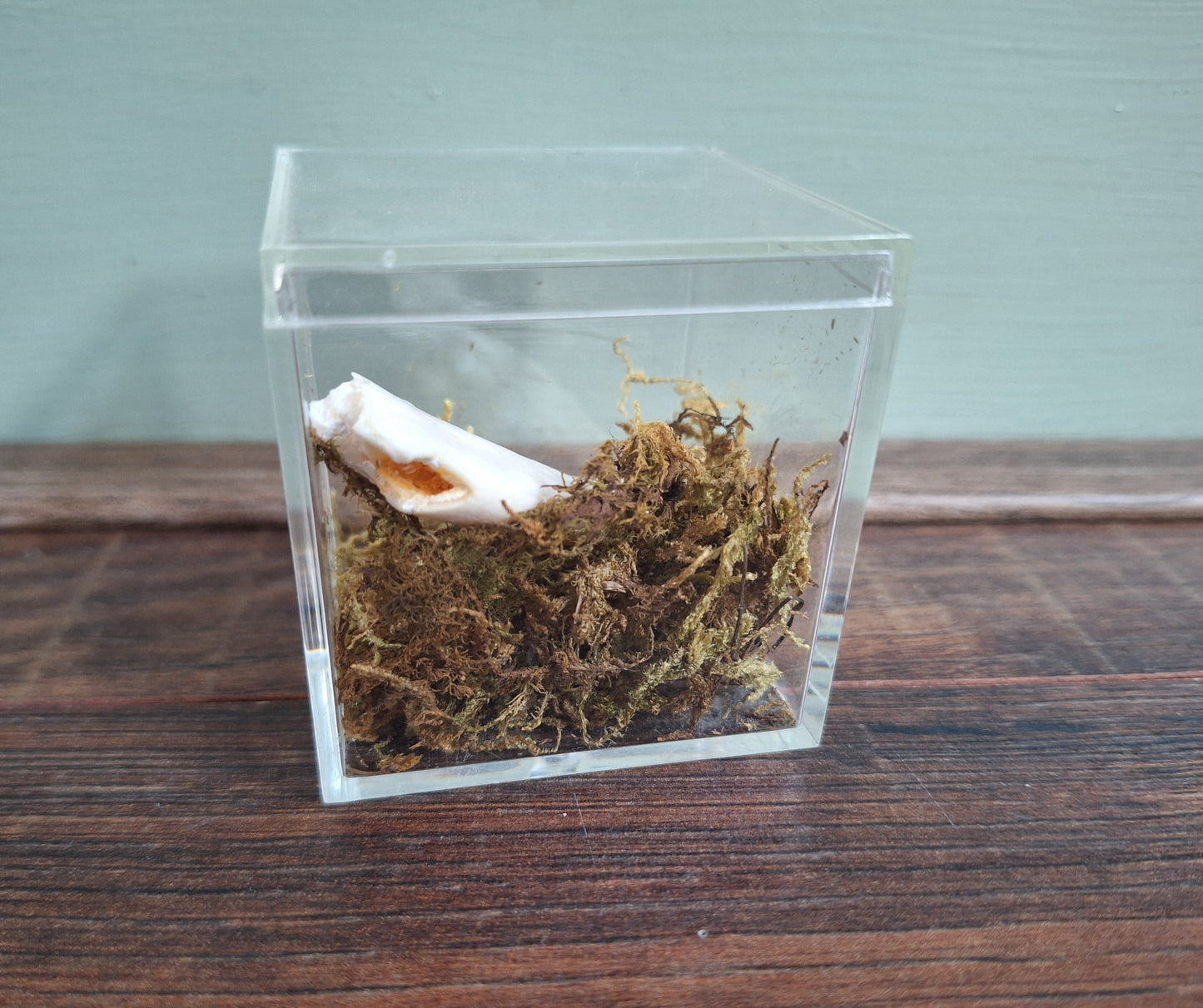 Fox lower jaw, B-quality, in display cube