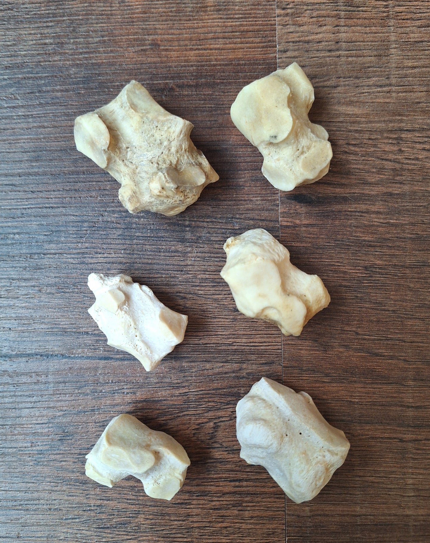 Horse leg bones, crafting sets