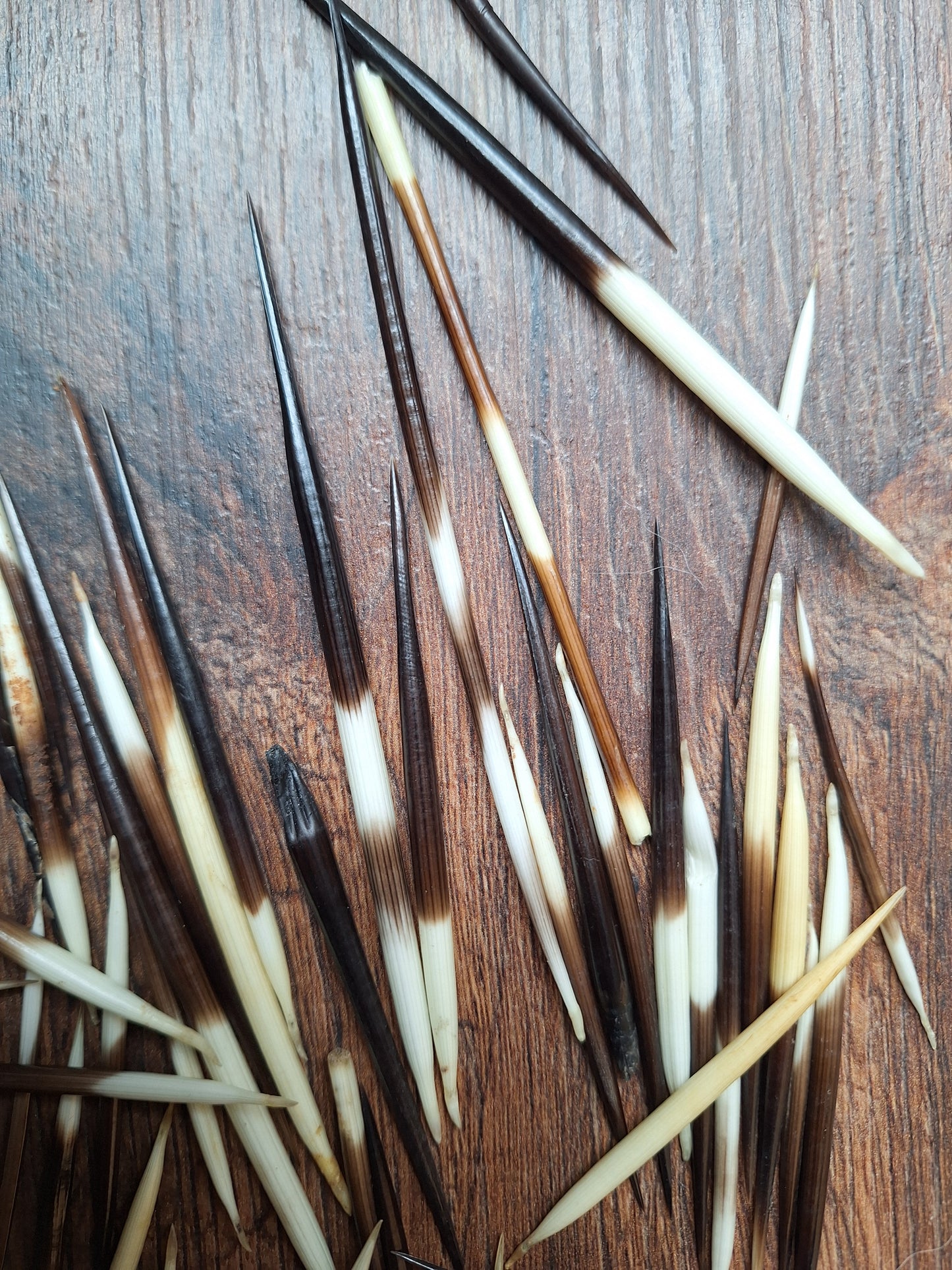 Set of small porcupine quills