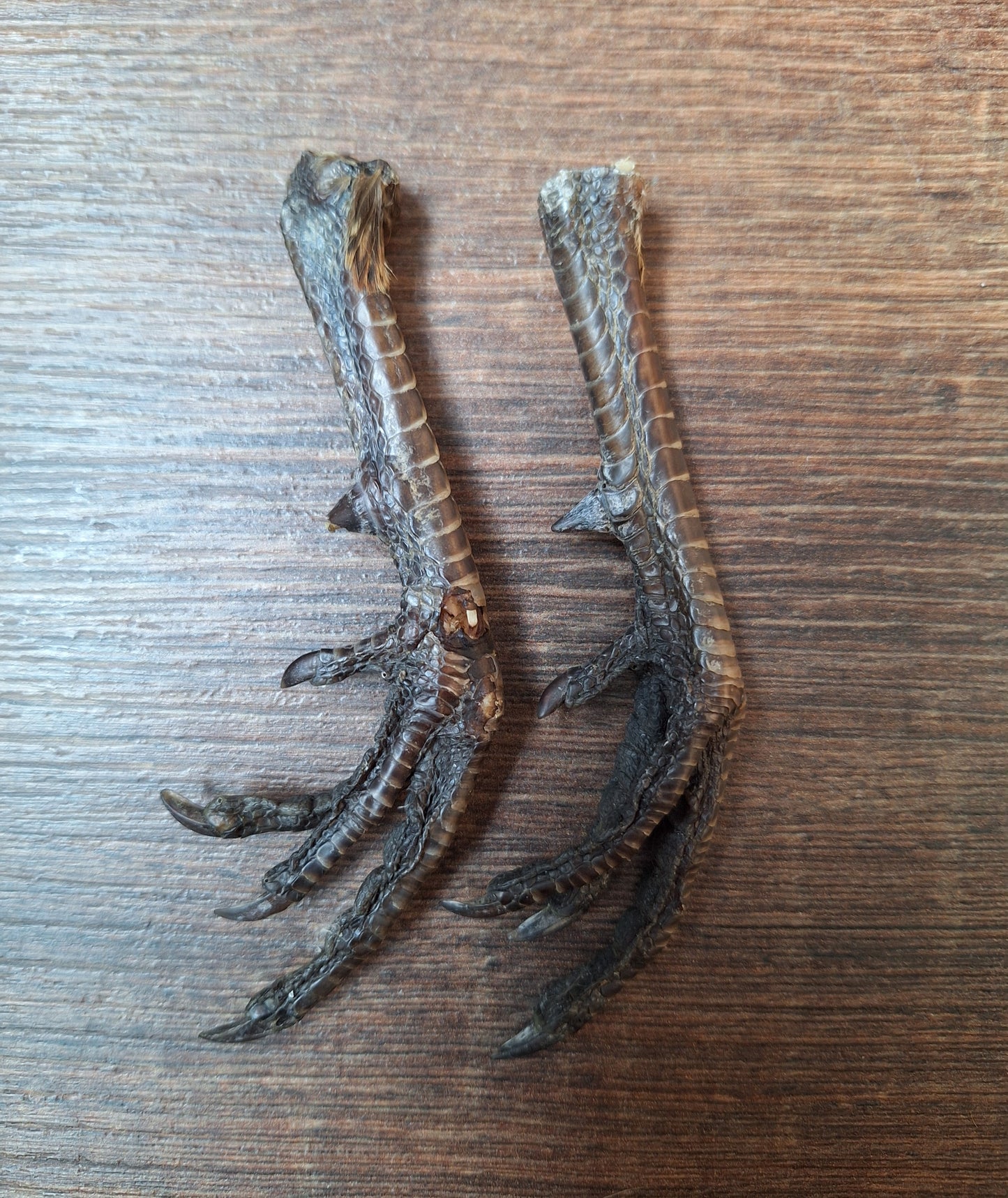Chicken lower legs, set of 2