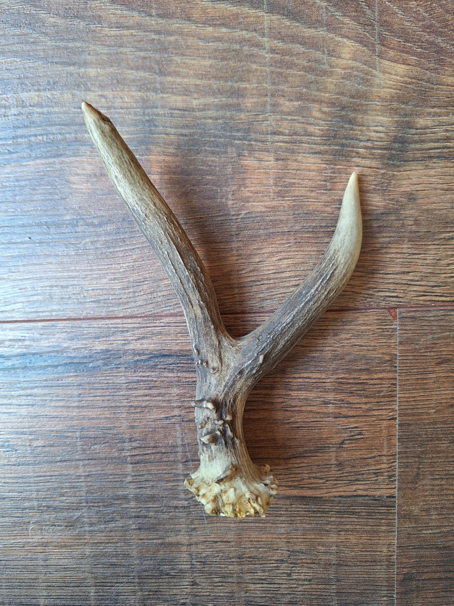 Roe deer antlers, single